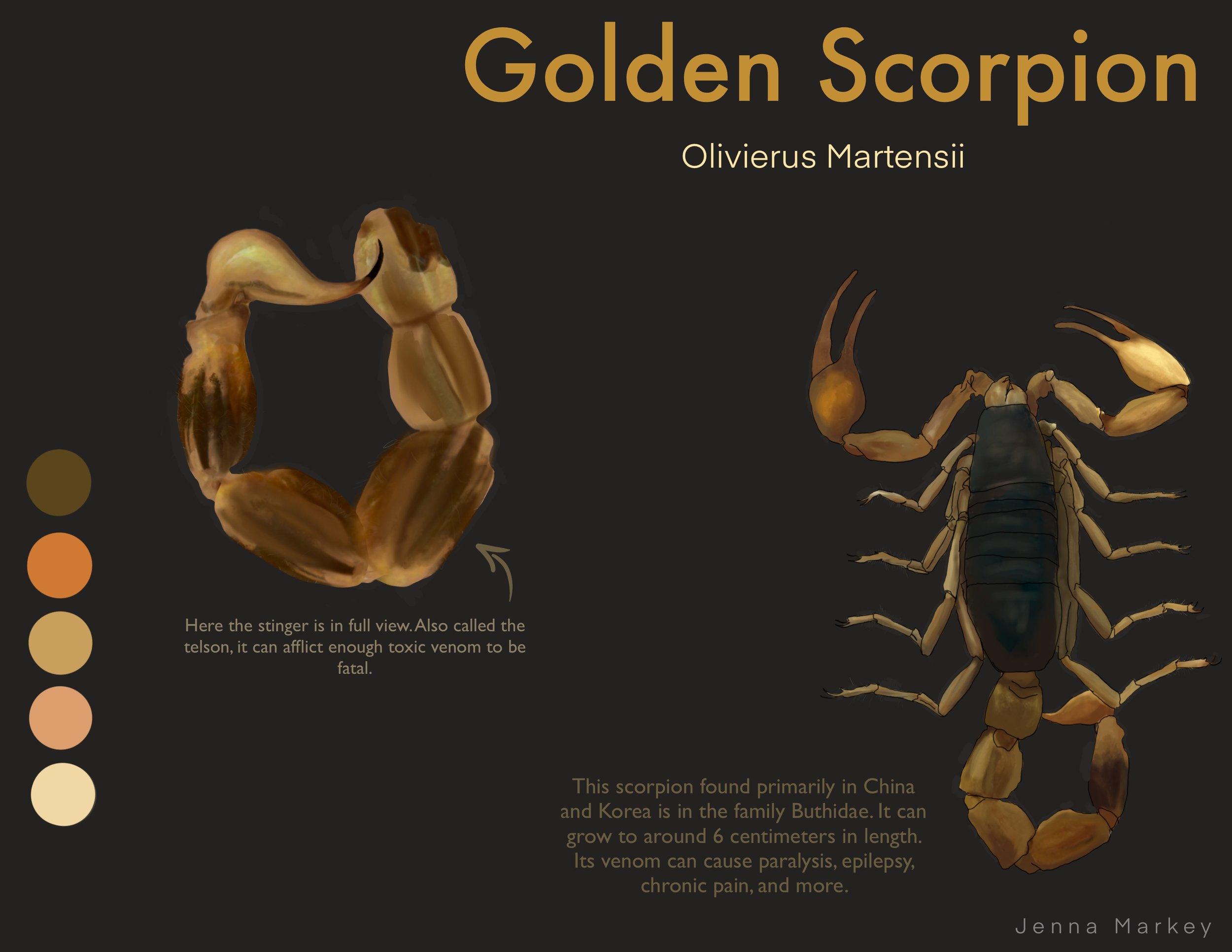 Scientific Illustration: Scorpion