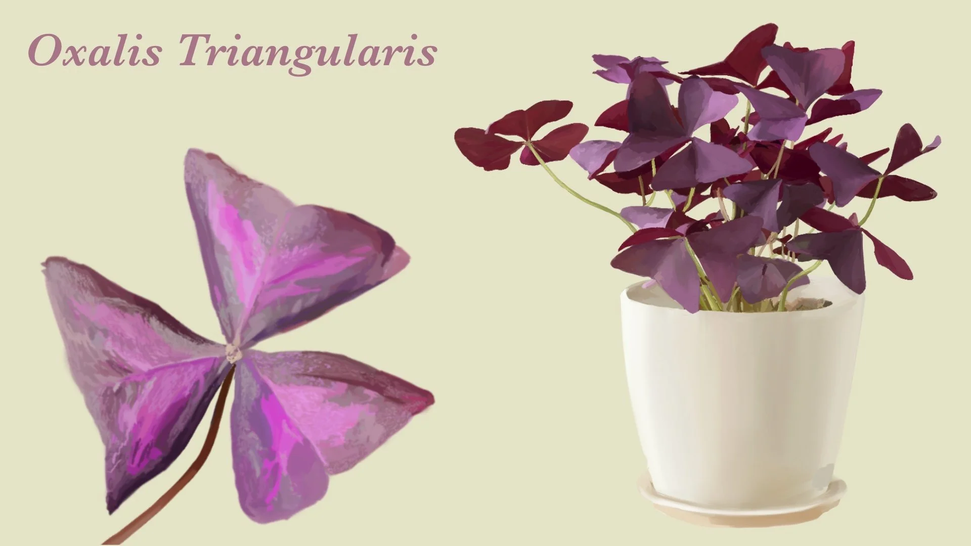 Botanical Illustration: Oxalis