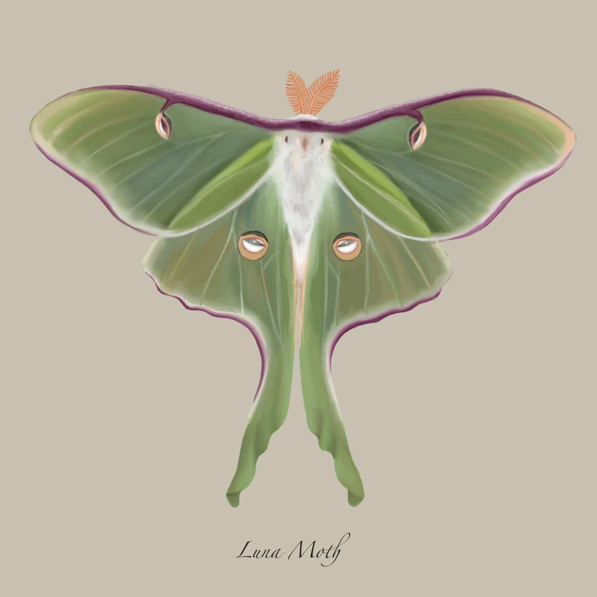 Scientific Illustration: Luna Moth
