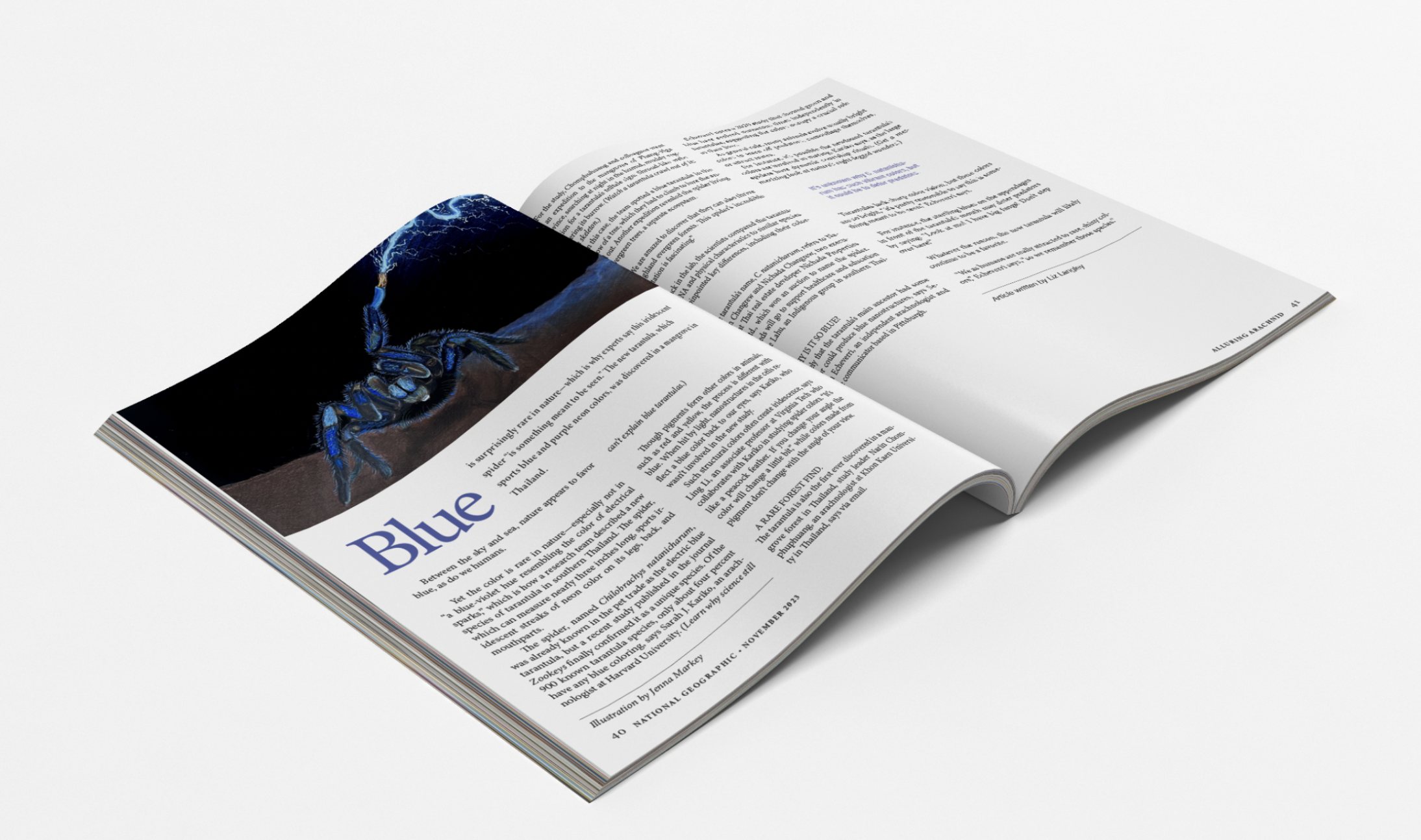Editoral Drawing Blue Tarantula