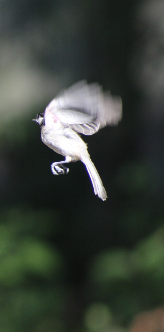 Screenshot 2024-03-26 at 9.58.33 PM.png