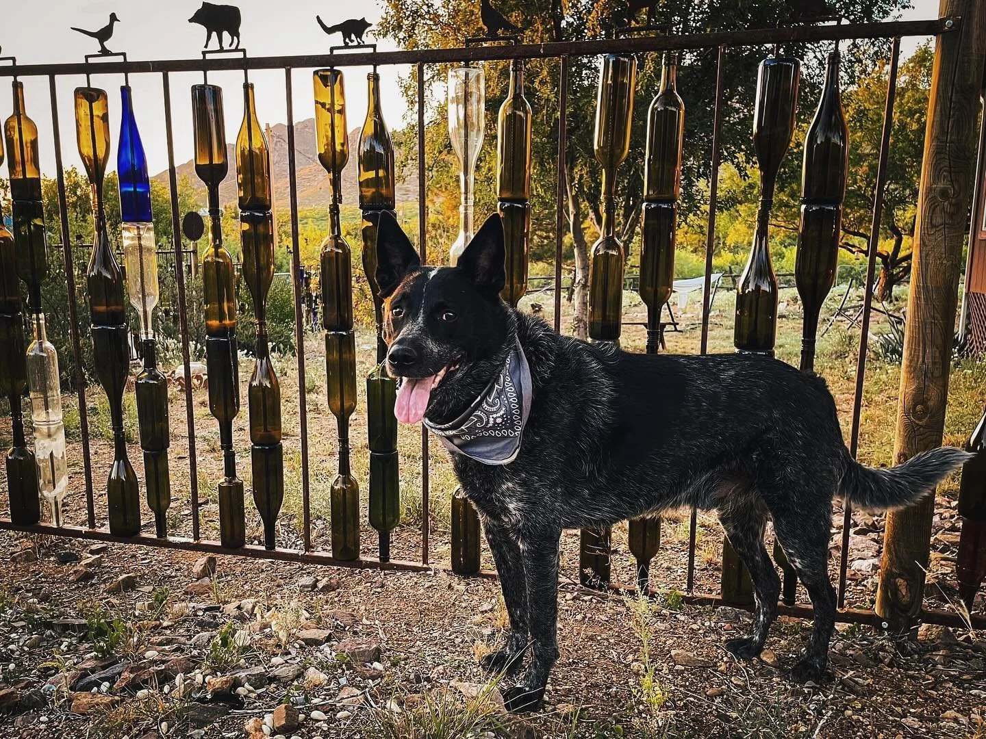 Our recent pup guests Jax and Holly have had a blast at Dos Cabezas Inn! 🐾 With fenced front and back yards, there&rsquo;s plenty of space for them to explore and play. Holly even got to go with her mom to @apple_annies 🍎

We&rsquo;re dog-friendly,