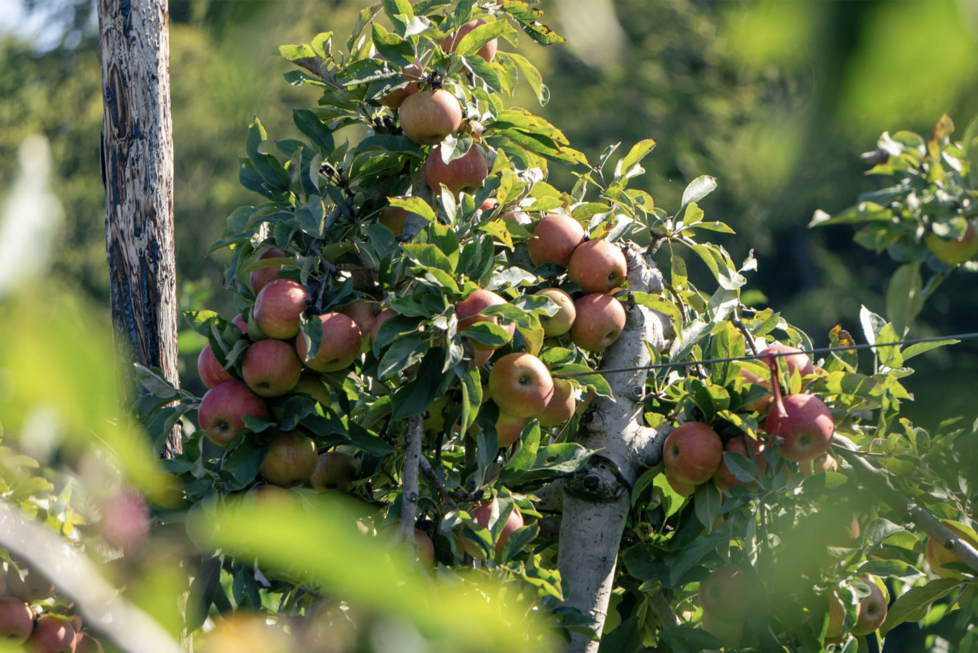 Scherm­afbeelding 2025-12-01 om 17.40.53.png