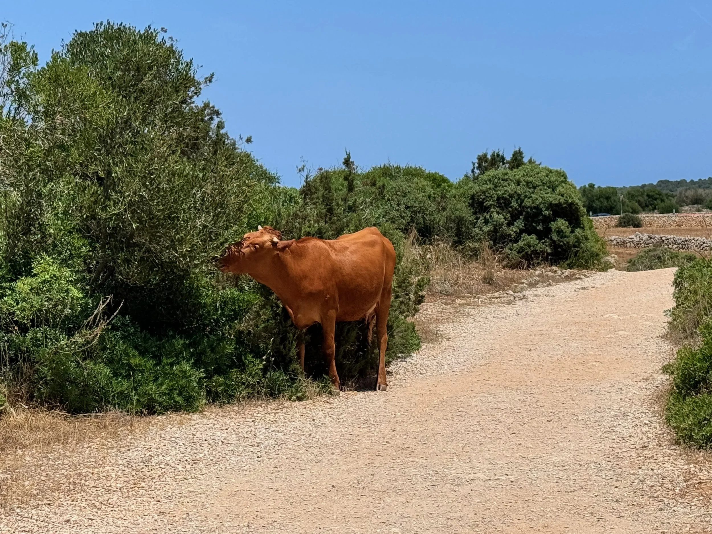 Naveta des Tudons 
