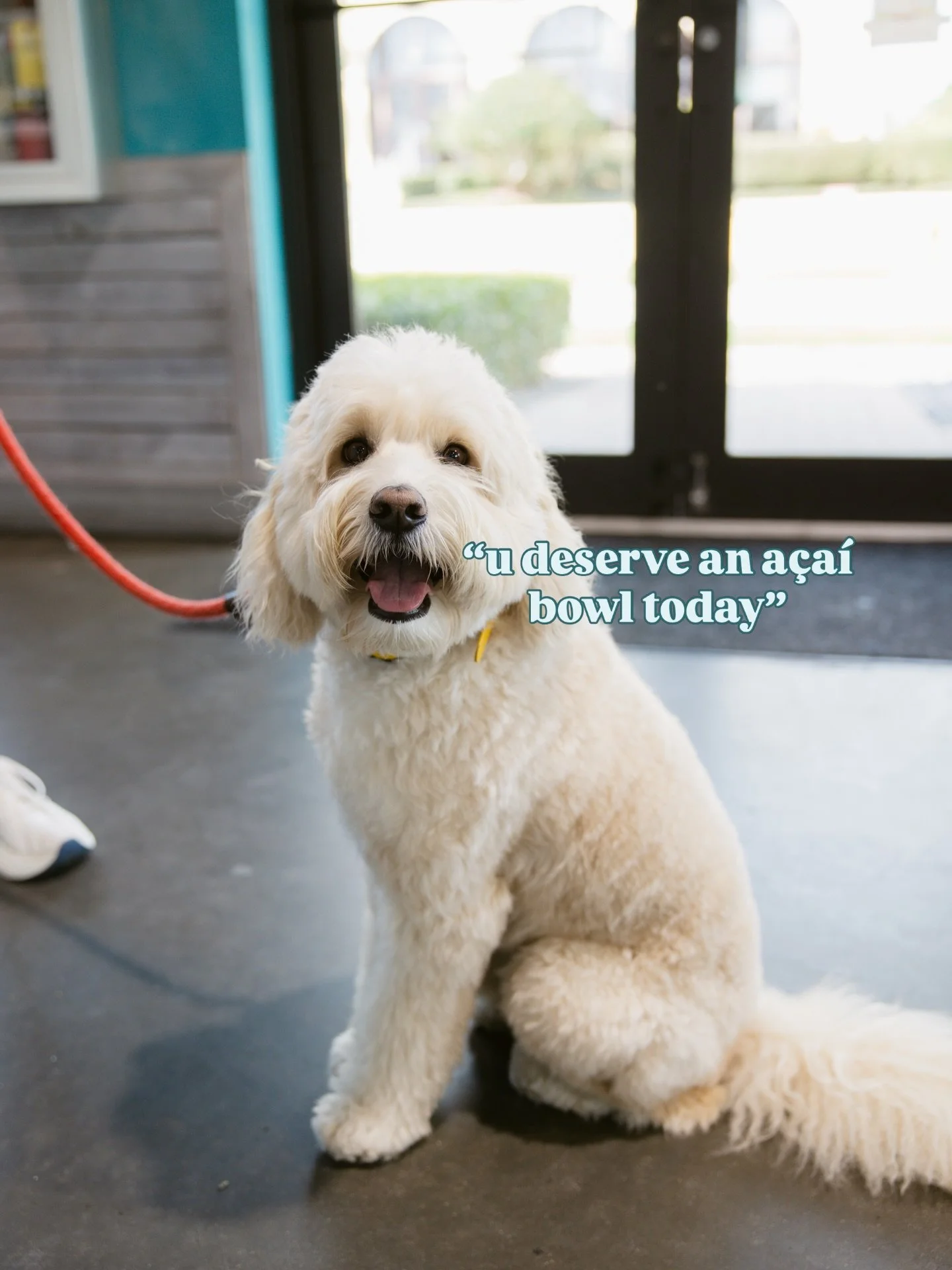 You heard it here first! Our cutest customer says you deserve a trip to The Bowl today. Only question is, which one you ordering? 👀🥣
#naplesfl #fortmyersfoodies