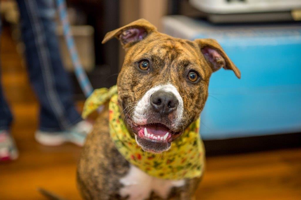 Animal Angel Rescue Foundation