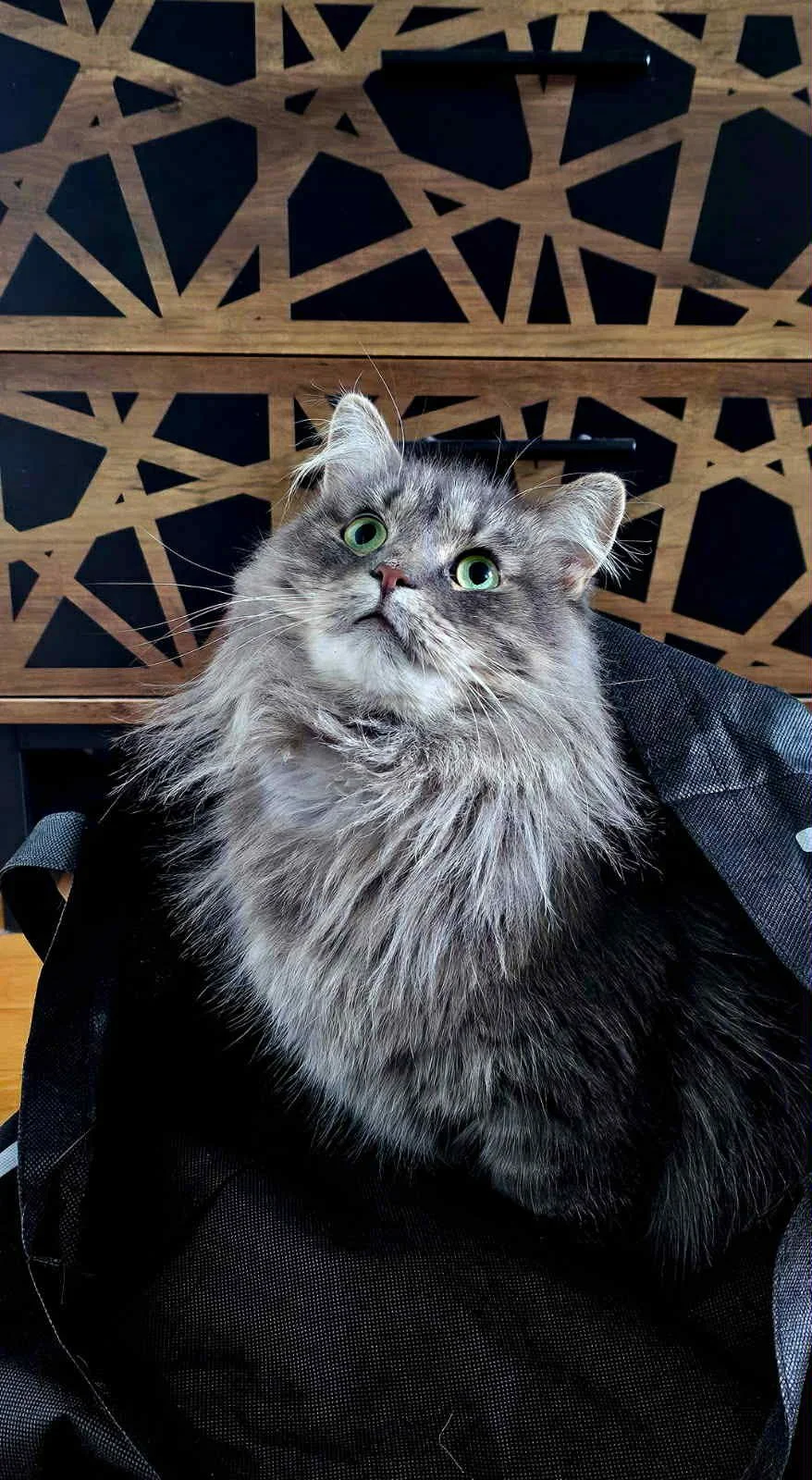 15589da2-1110-4a97-bd5b-4c6f8e783376.jfif