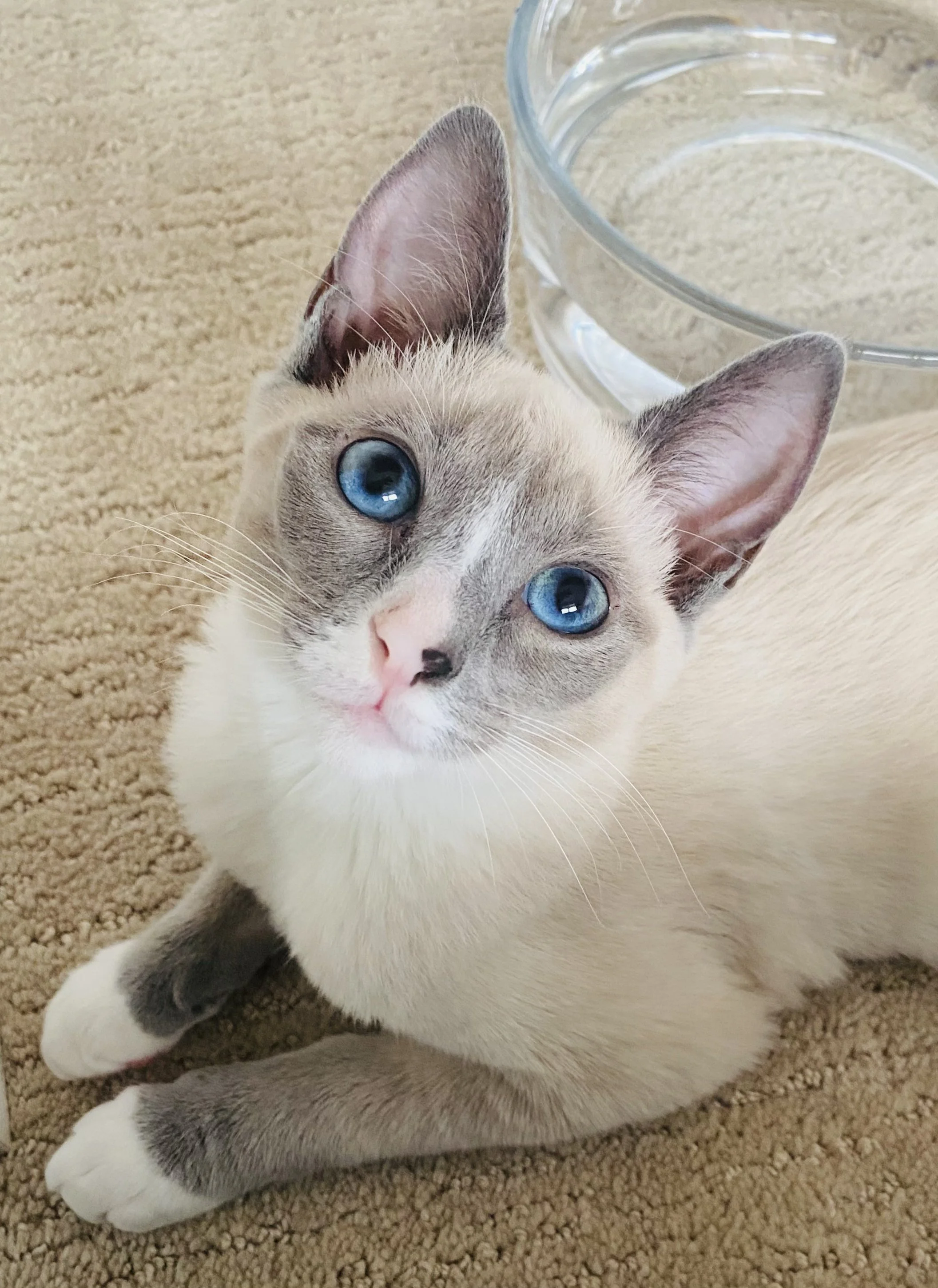 Adopt — Animal Angel Rescue Foundation