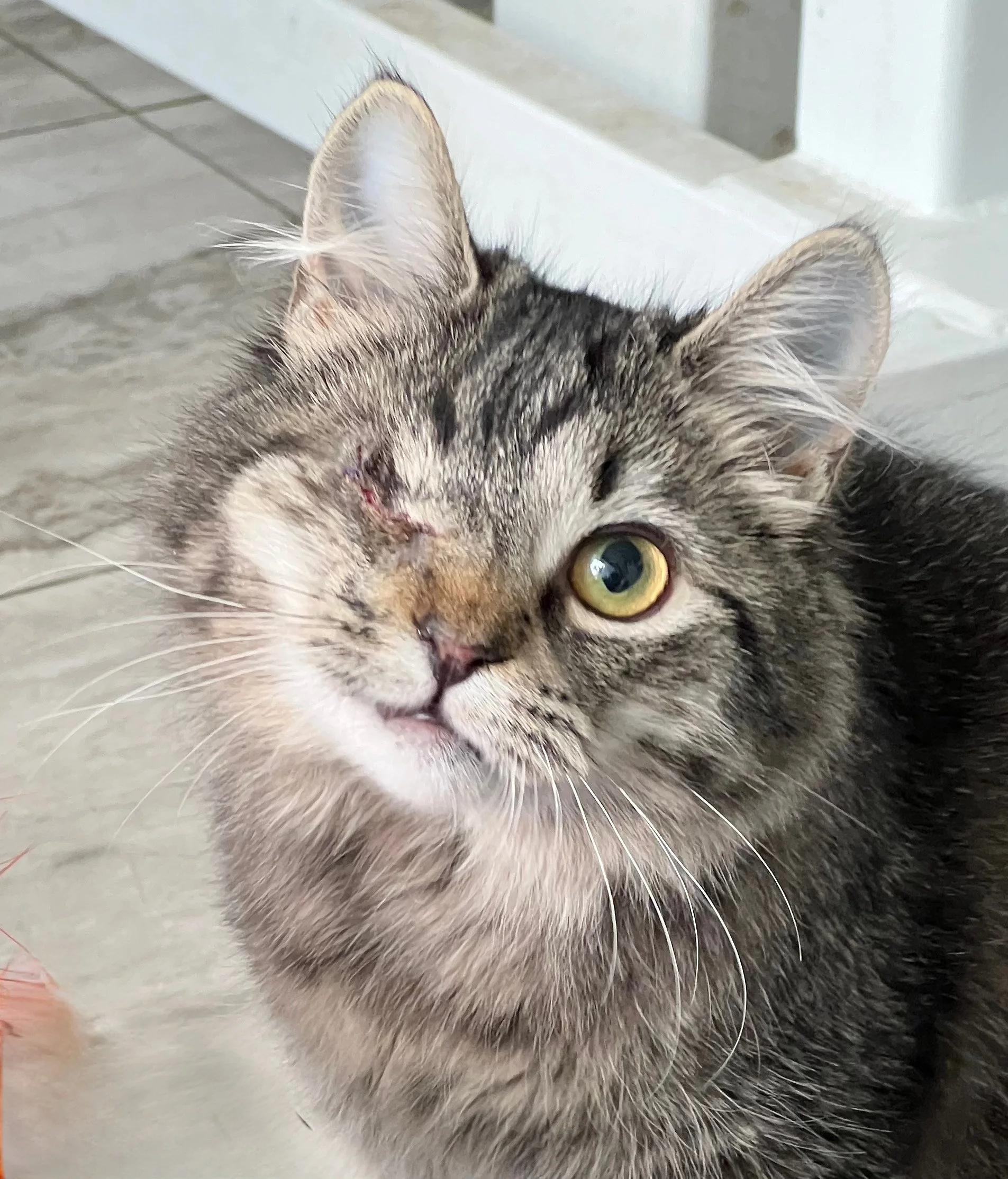 Animal Angel Rescue Foundation