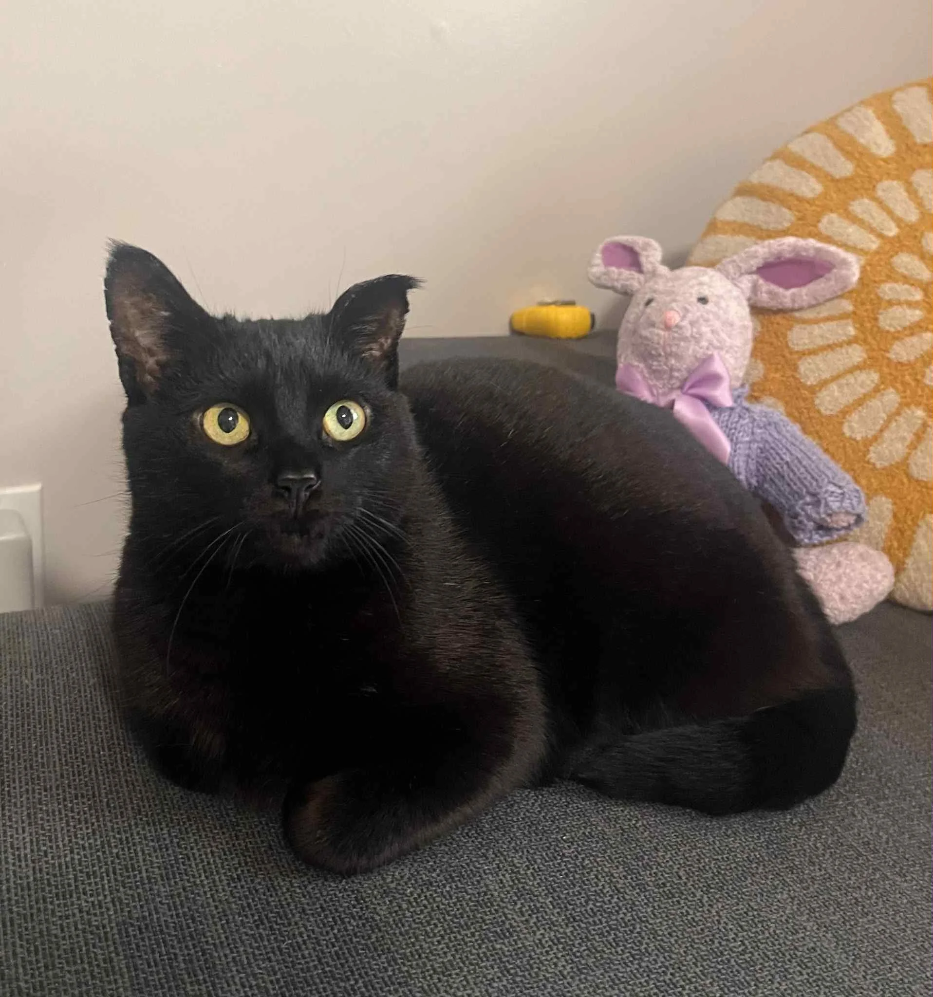 96929689-ea37-4415-9259-558534de700a.jfif