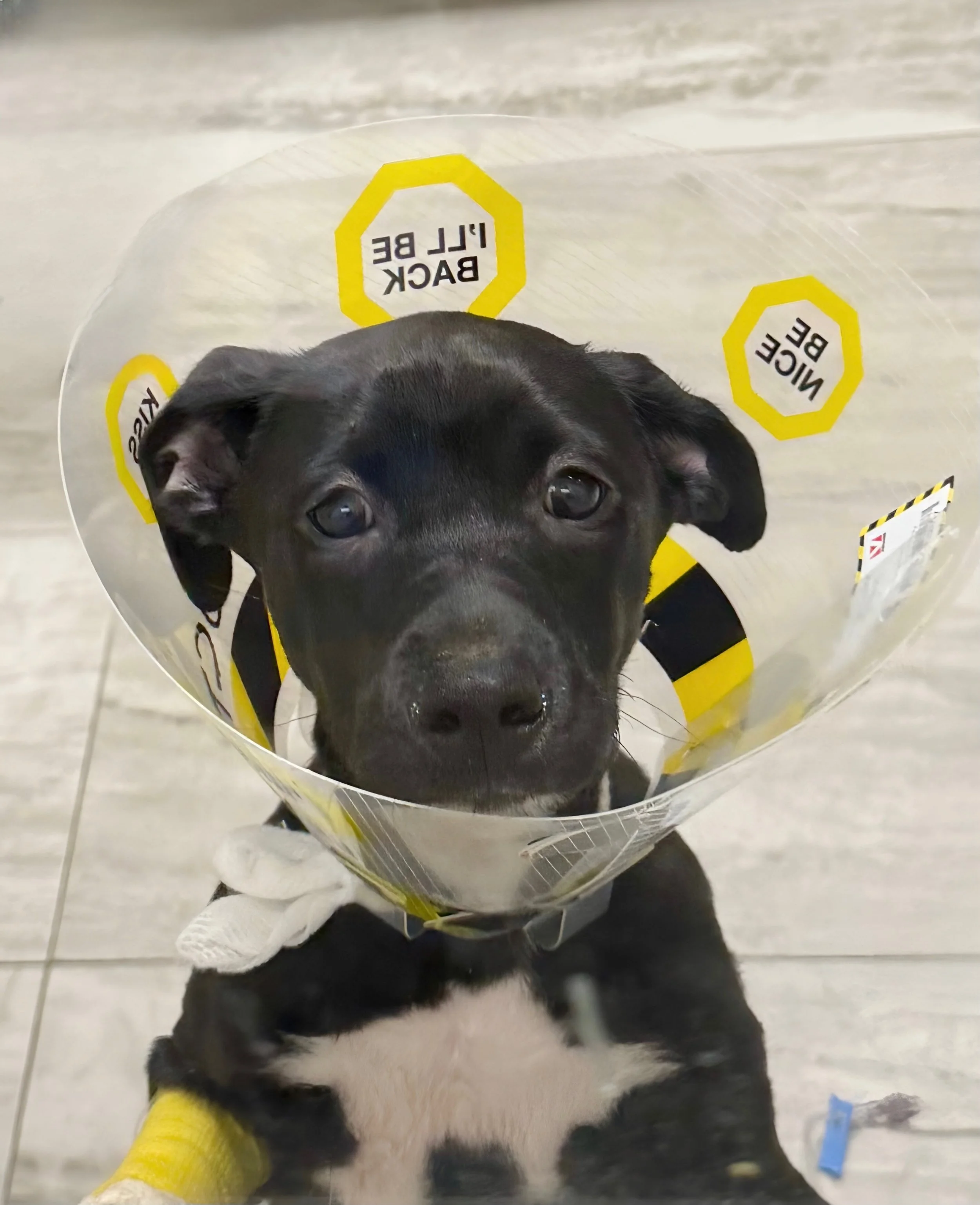Donate — Animal Angel Rescue Foundation