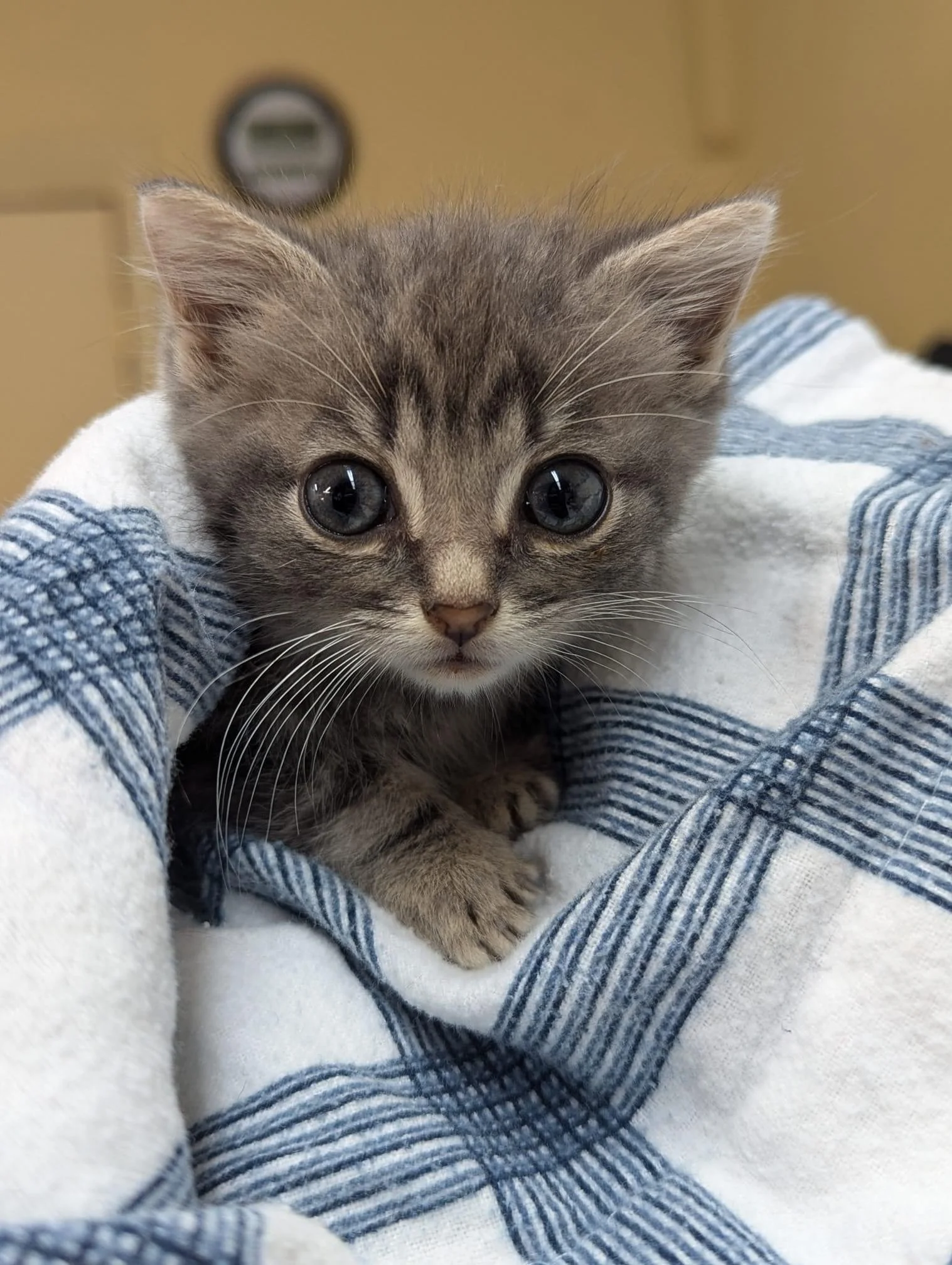 Services — Animal Angel Rescue Foundation