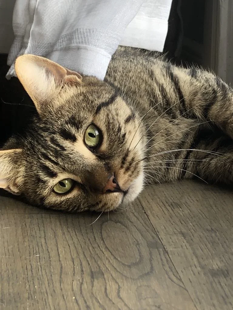 b4991871-ffd8-4b48-84e2-891cb0f9dc4c.jfif