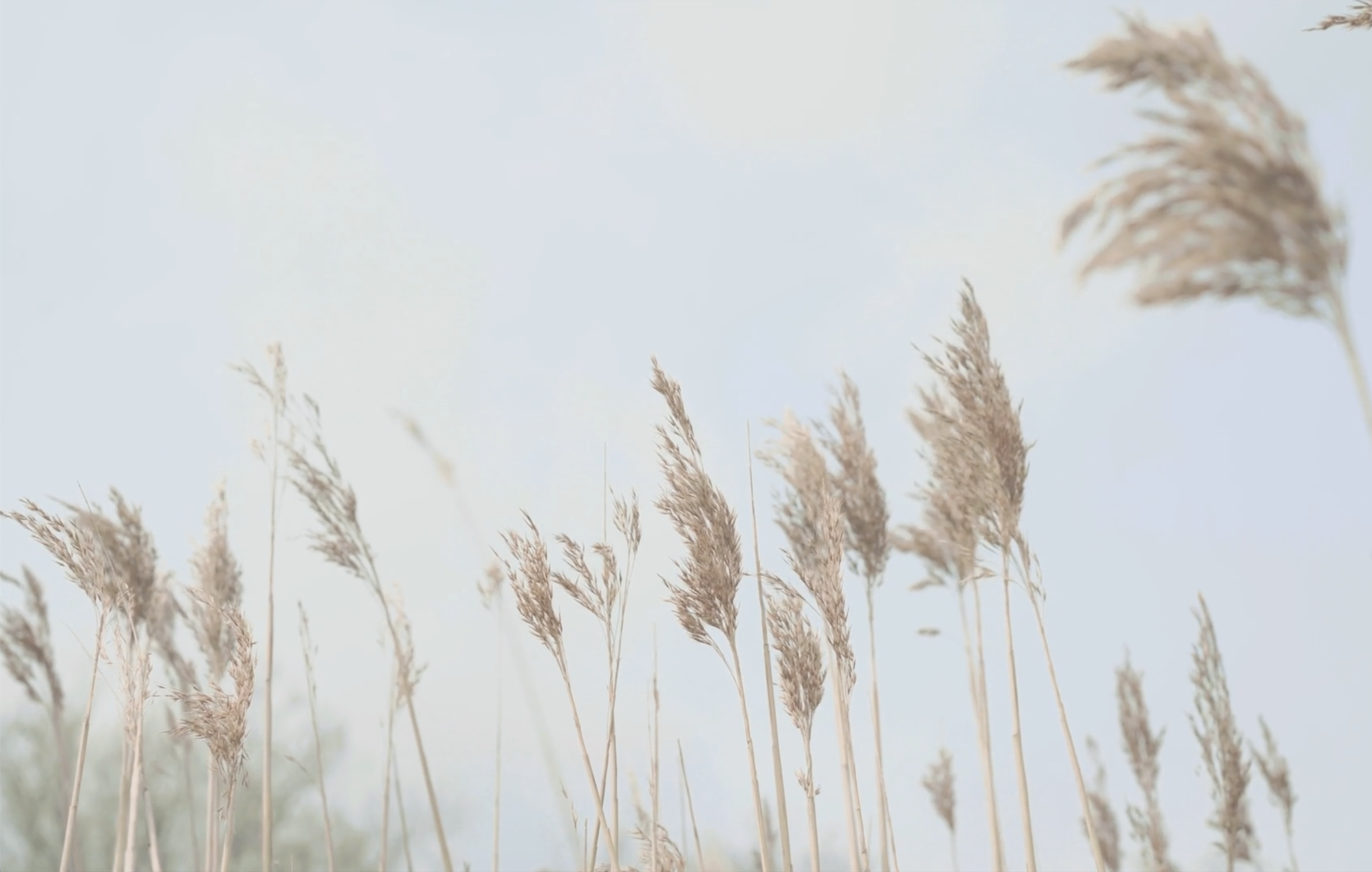 Wuivend riet tegen een lichte lucht, sfeerbeeld van Heb Het Hart kloosterretraites en coaching