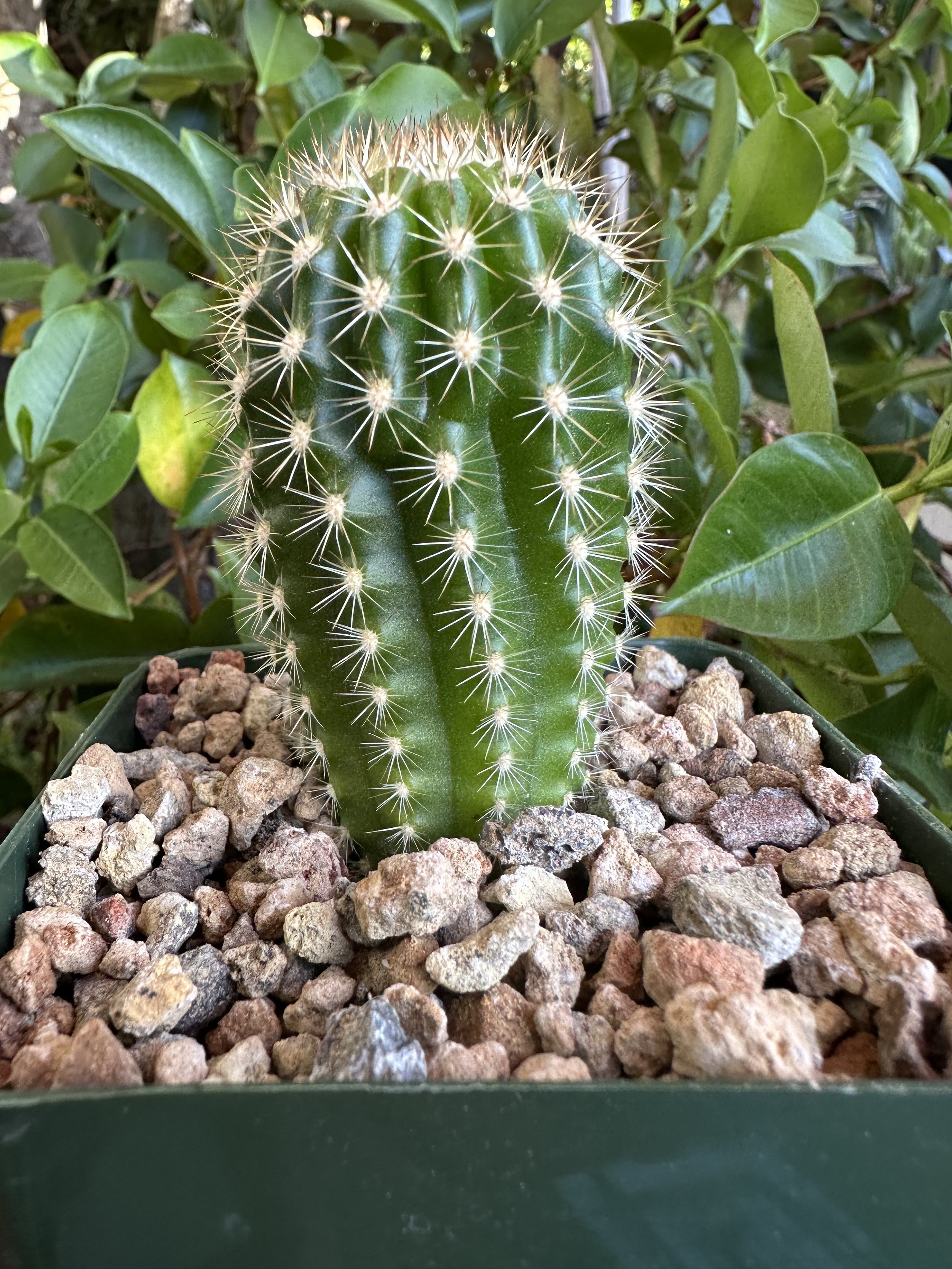 Trichocereus grandiflorus (Torch Cactus)