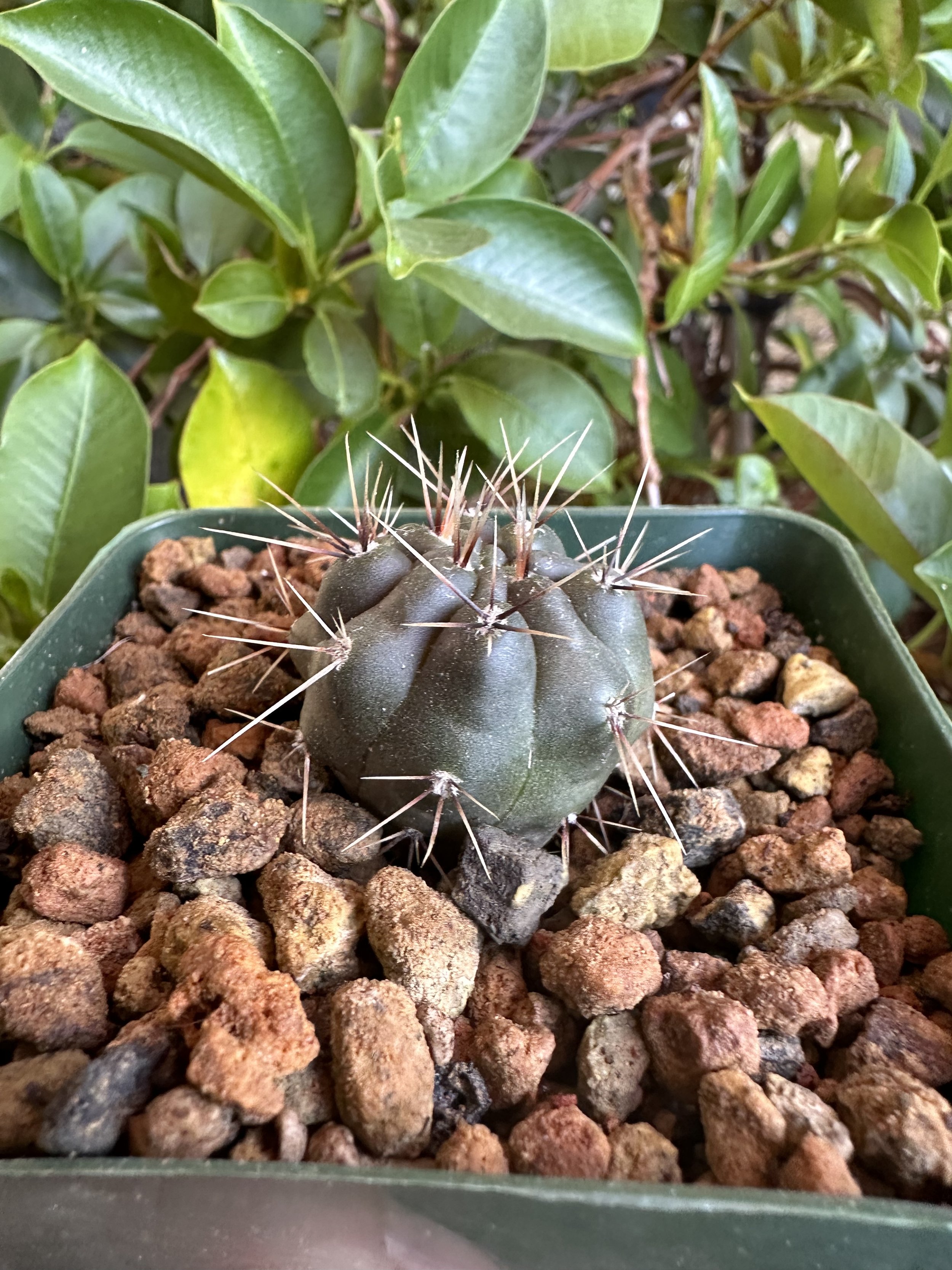 Gymnocalycium gibbosum