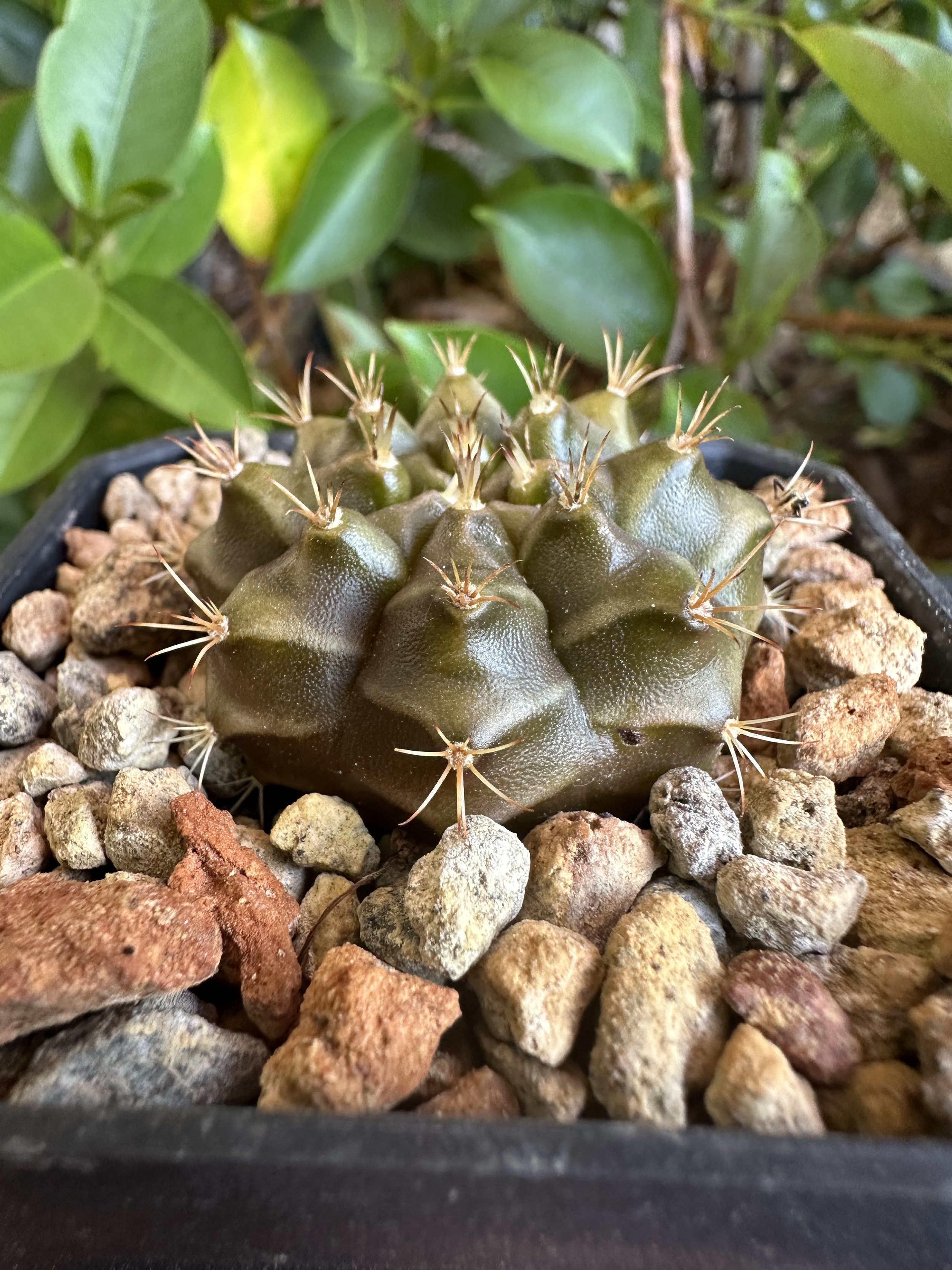 Gymnocalycium mihanovichii