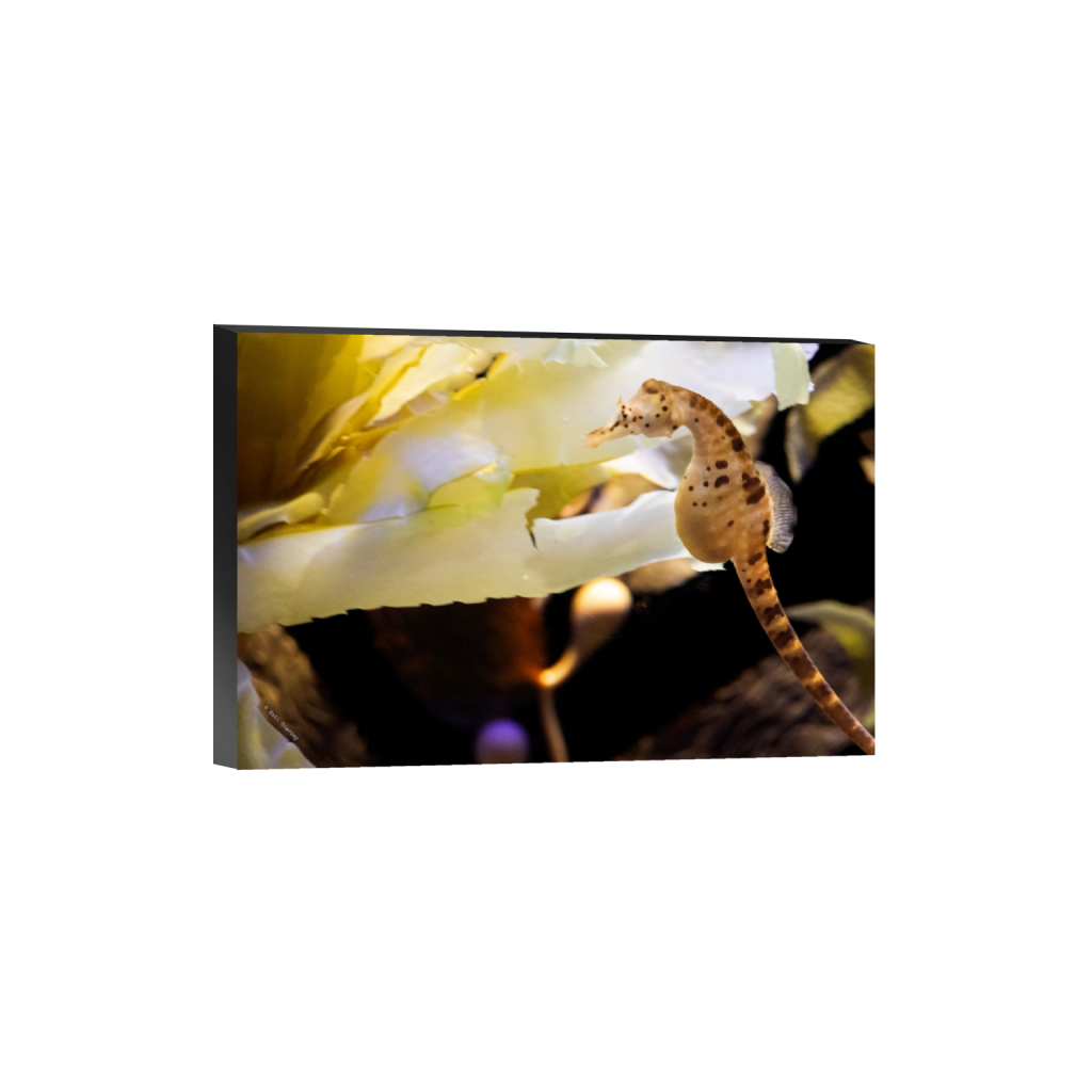 ptq_32_3_0_0_6960_4640_0_false_ffffff_0_0_.png