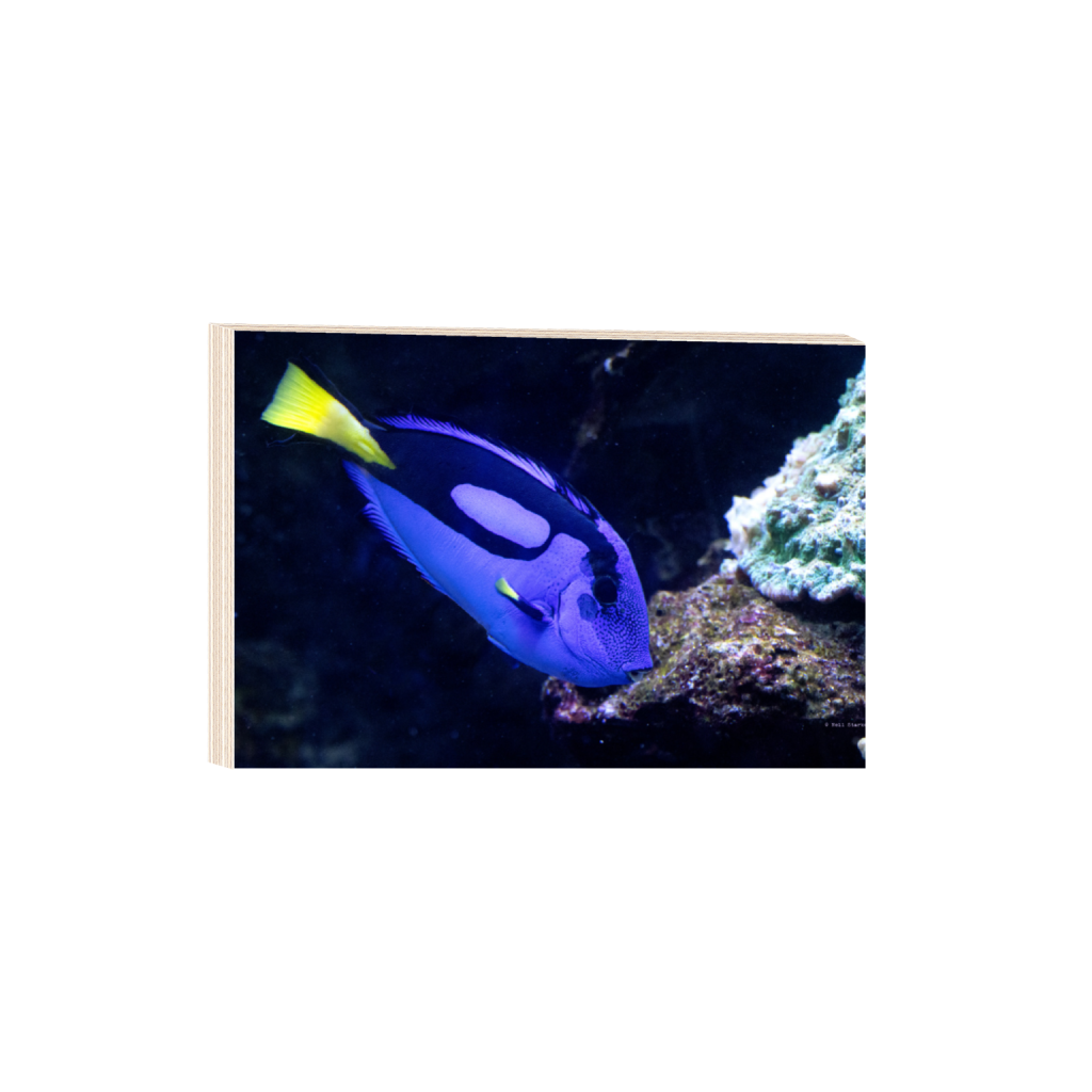 ptq_29_3_0_0_6960_4640_0_false_ffffff_0_0_.png