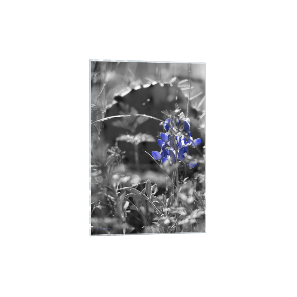 ptq_17_3_0_0_4640_6960_0_false_ffffff_0_0_.png