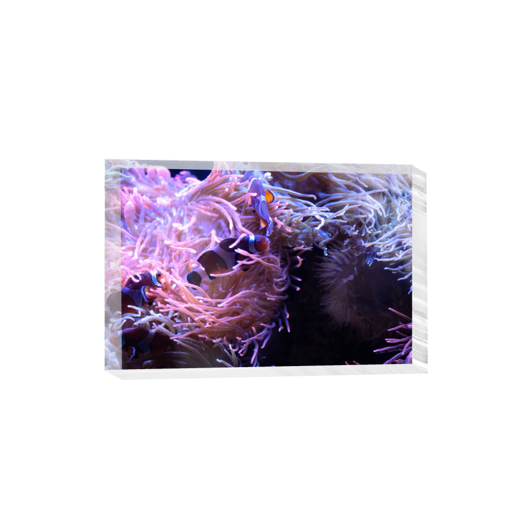 ptq_300_3_0_0_6960_4640_0_false_ffffff_0_0_.png