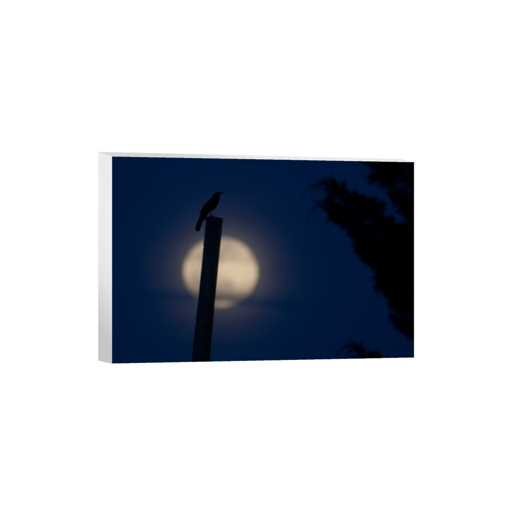 ptq_7_3_0_597_3607_2404_0_false_ffffff_0_0_.png