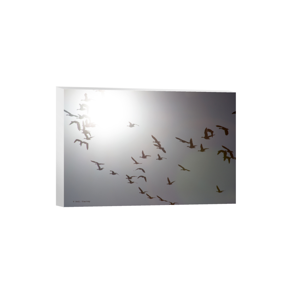 ptq_7_3_0_0_7200_4800_0_false_ffffff_0_0_.png