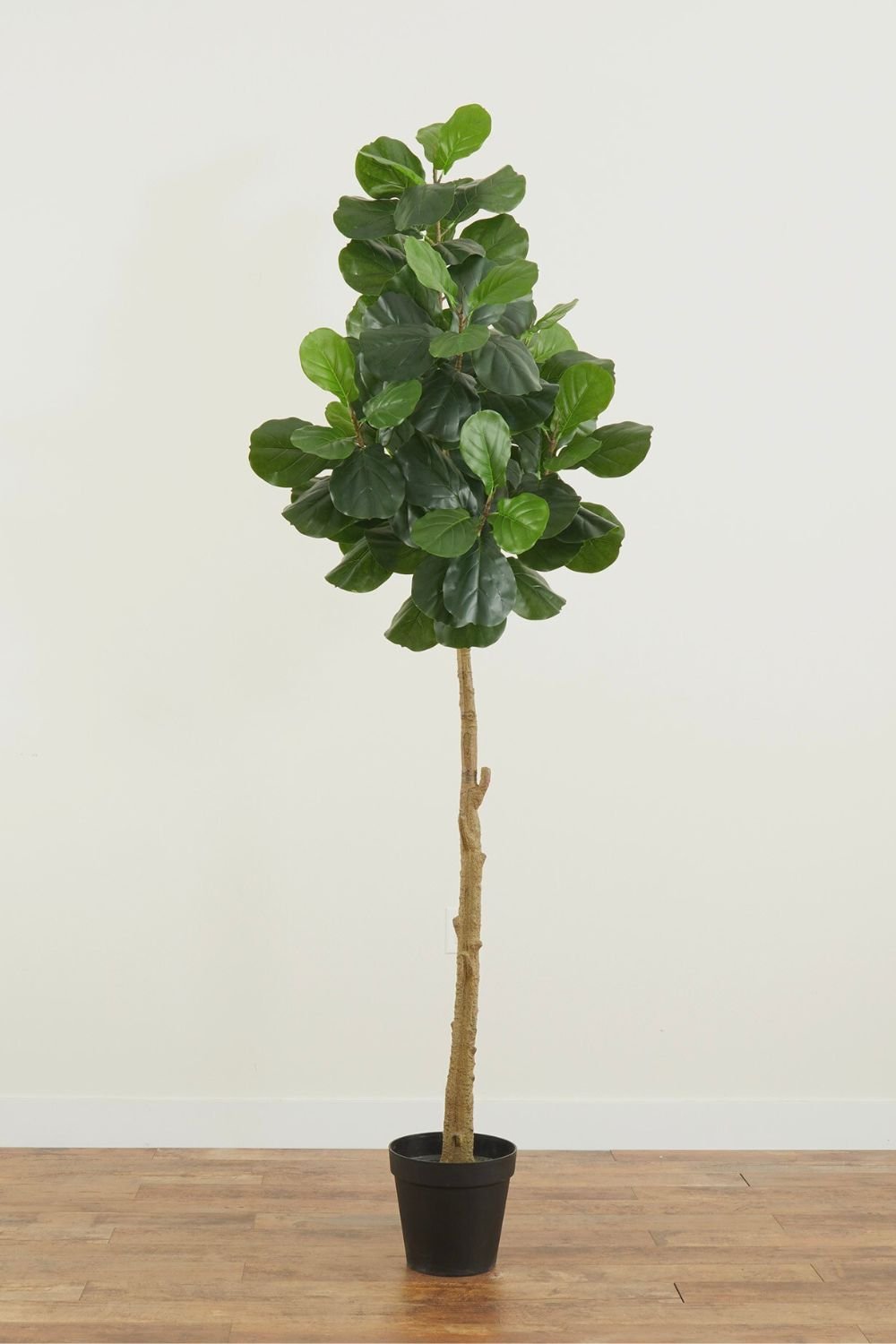 fiddle leaf fig_8 foot.jpg