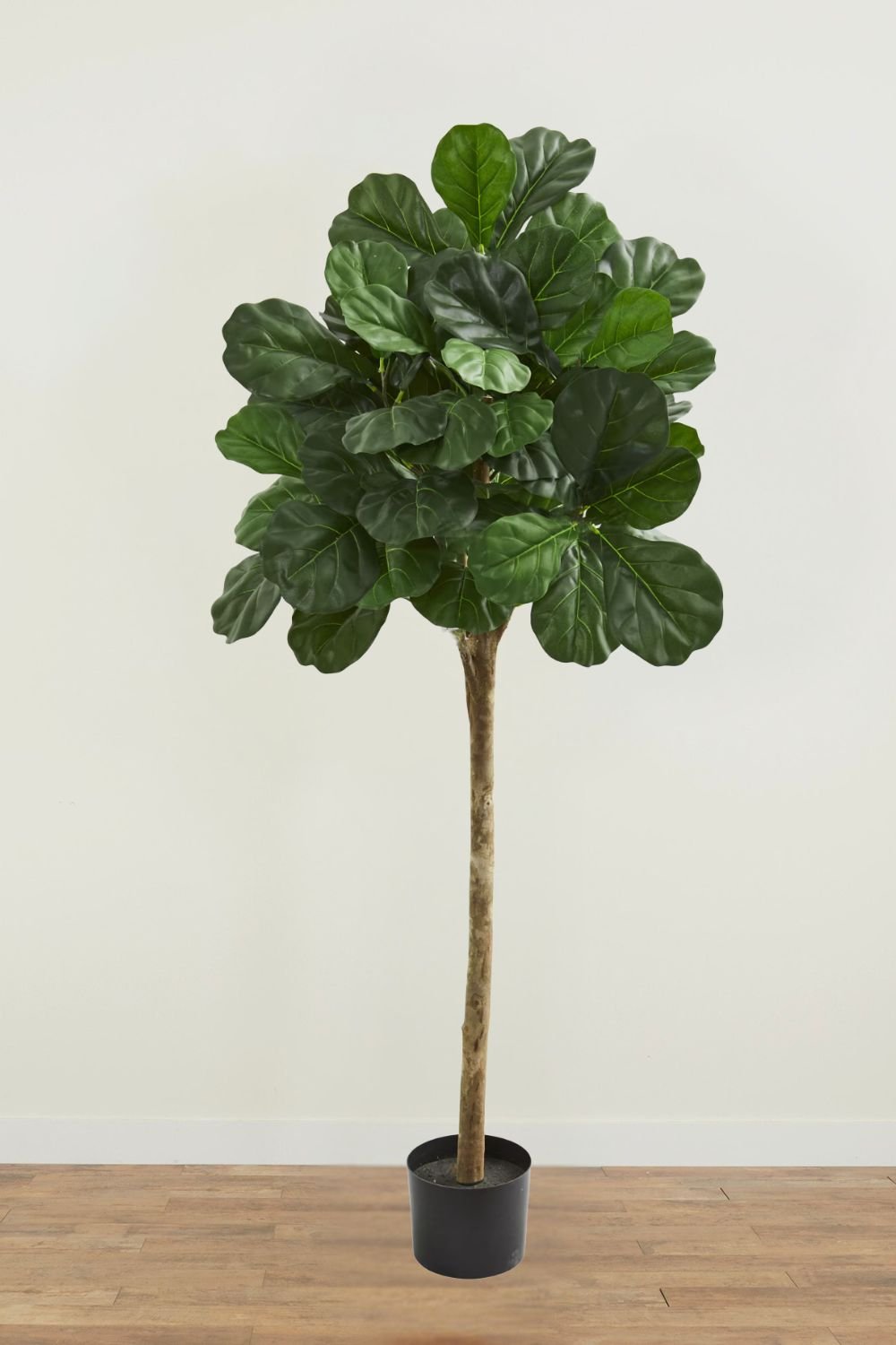 olivenbaum wachstum cm pro jahr Olivenbaum Ø:22 H:100 cm - Pflanzen online kaufen