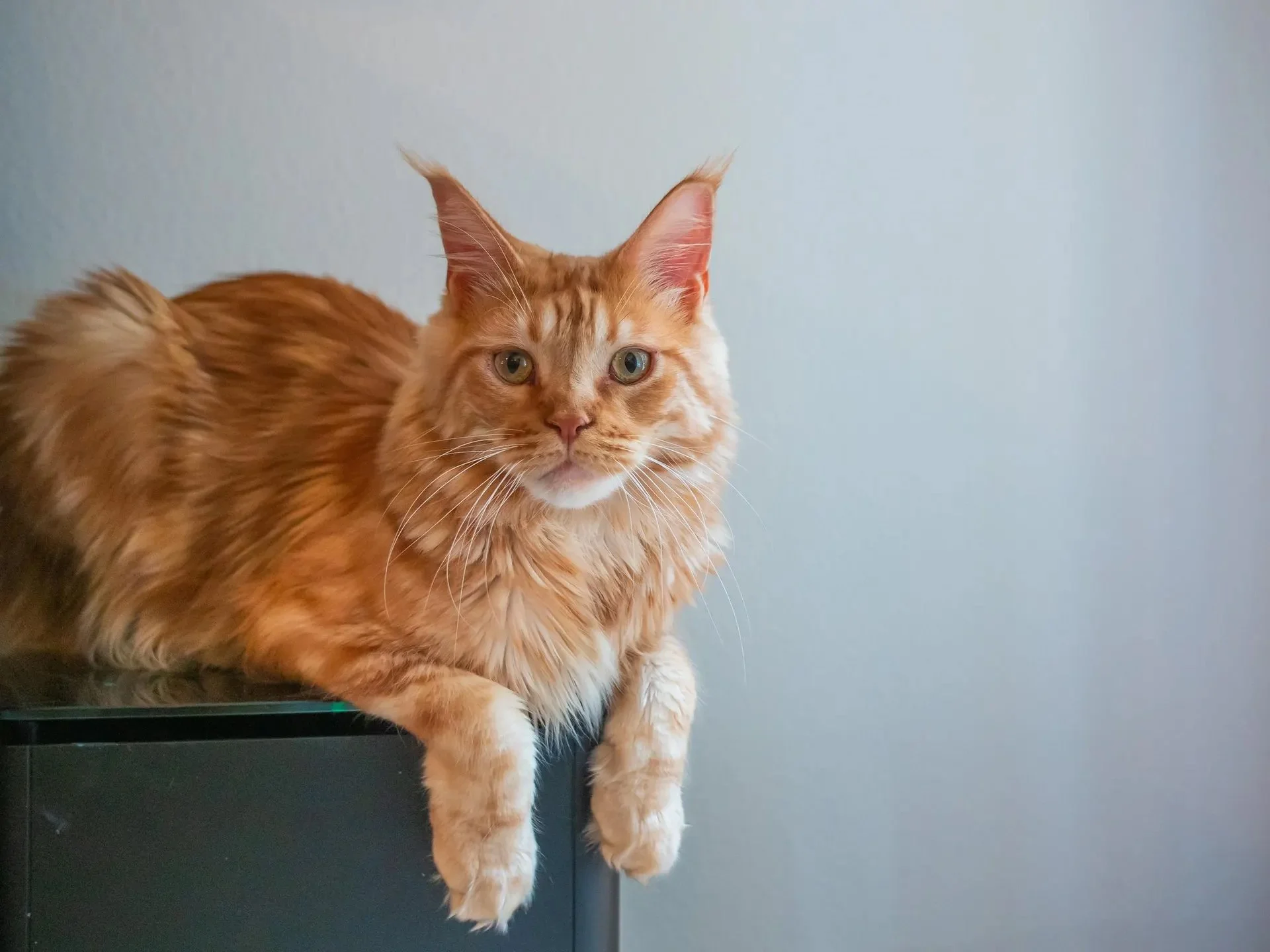 Free AI Tool Reunites Cat Lost For 11 Days With Family