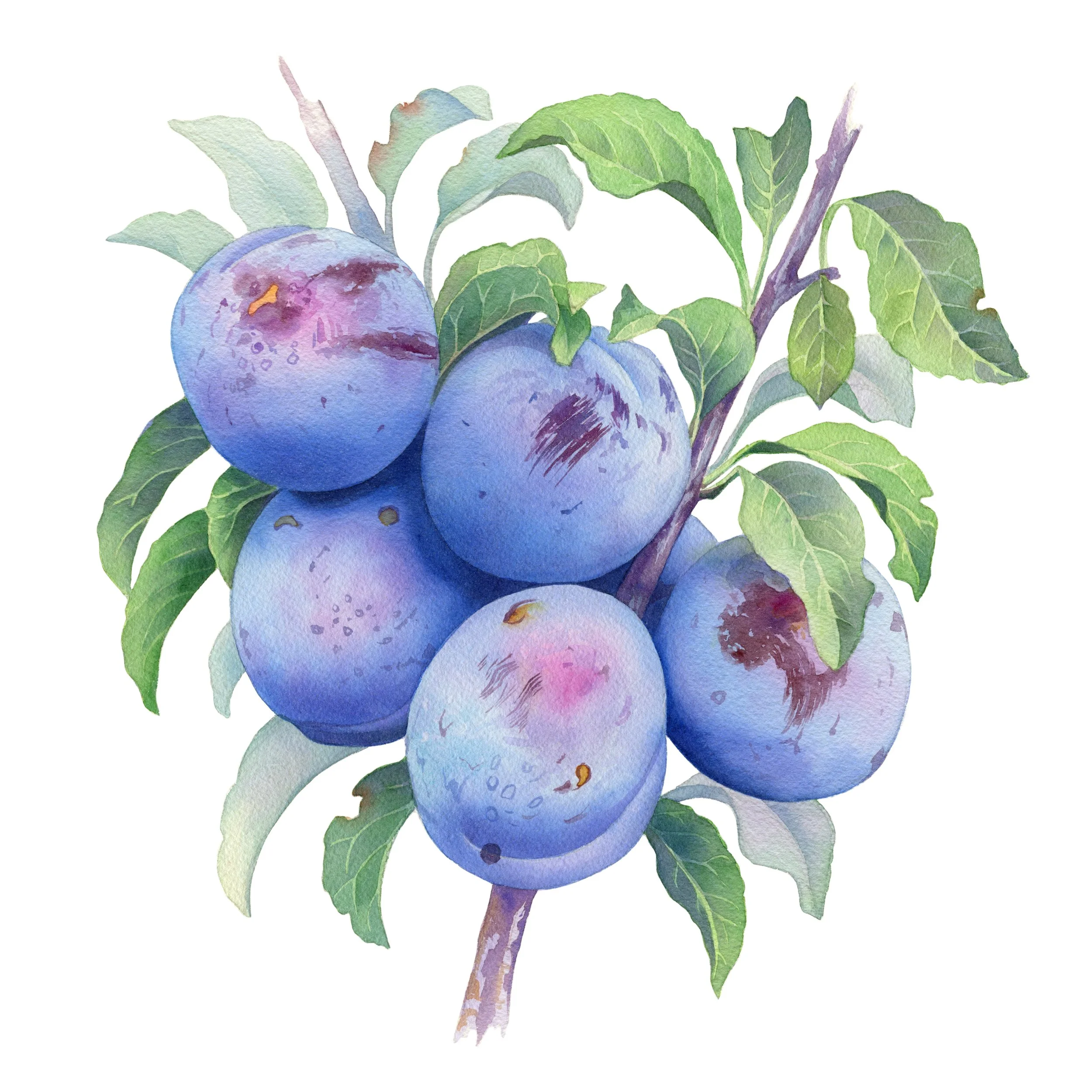Plums_HR.jpg
