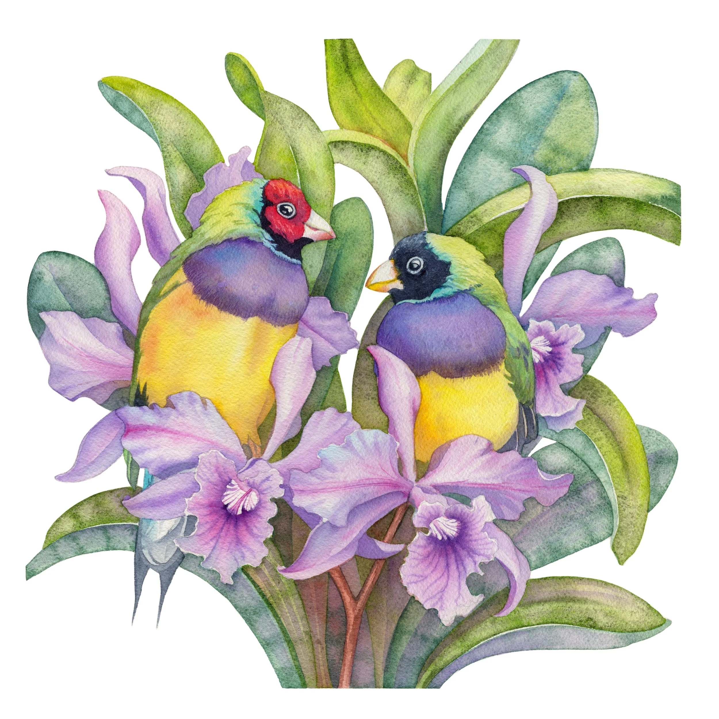 2Finches2Orchids_HR.jpg