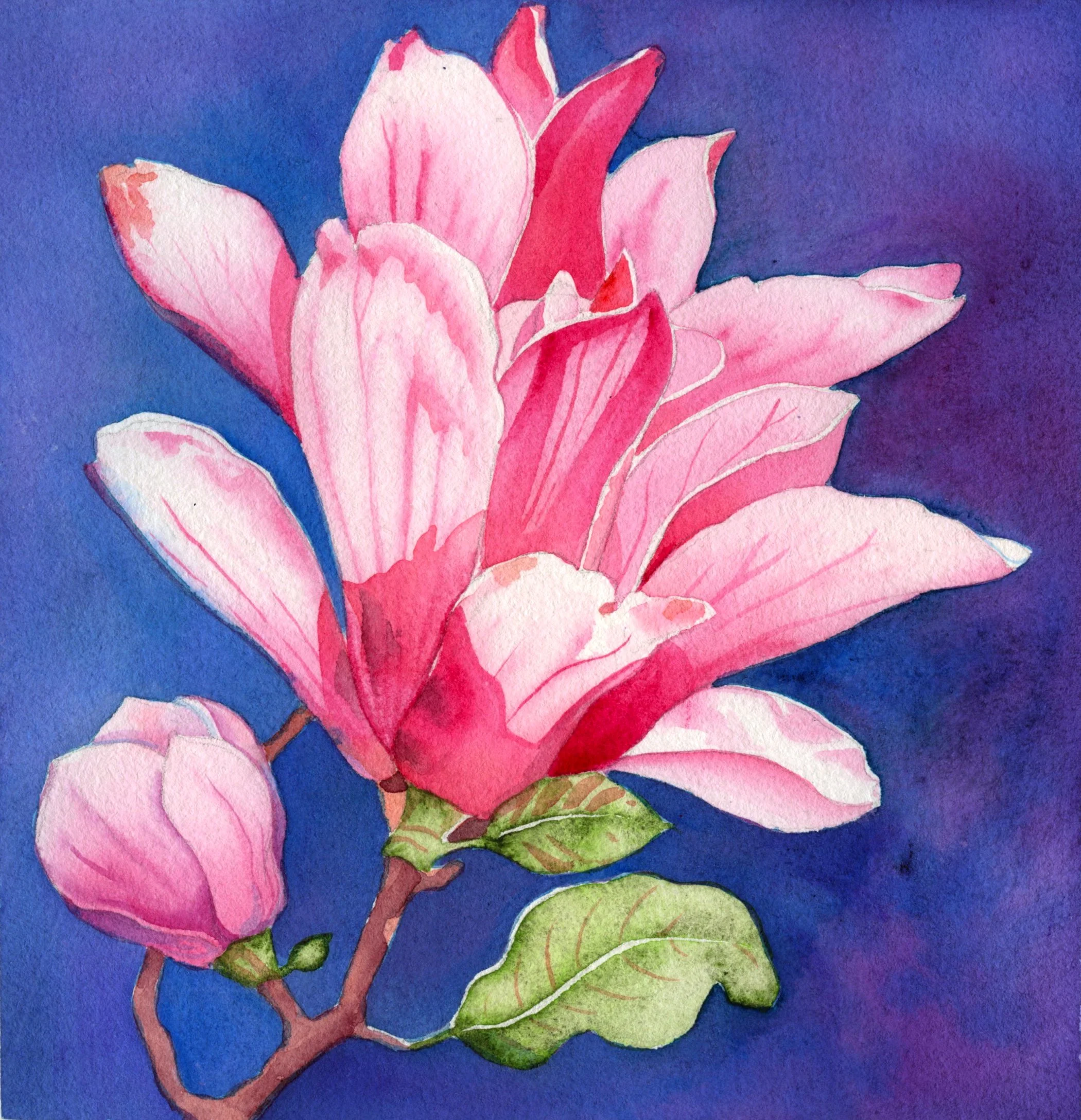 MagnoliaCold_HR.jpg