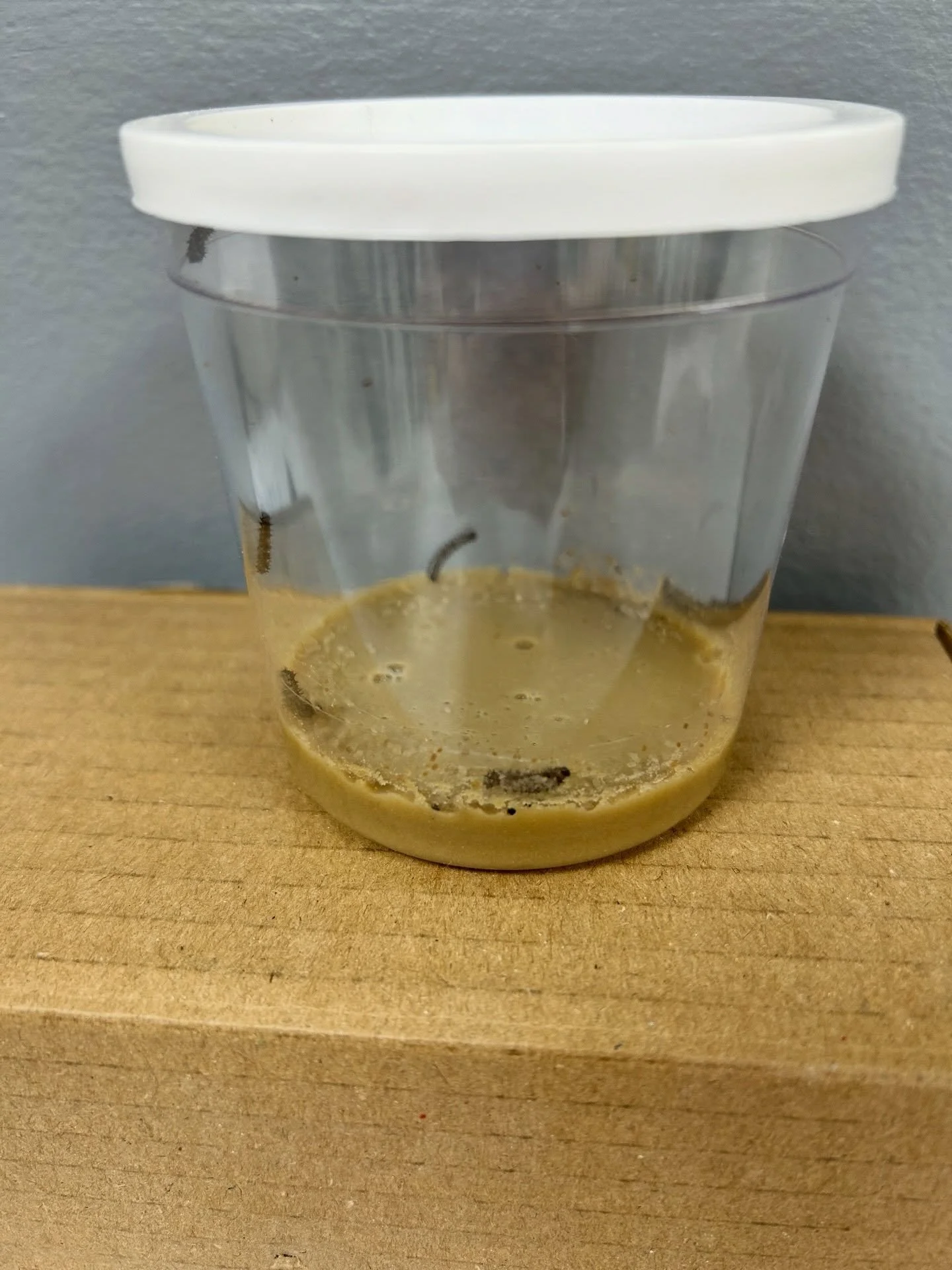 Our caterpillars 🐛 have arrived! 😀

#roleplaylane #minibeasts #caterpillars #butterflies #lifecycles