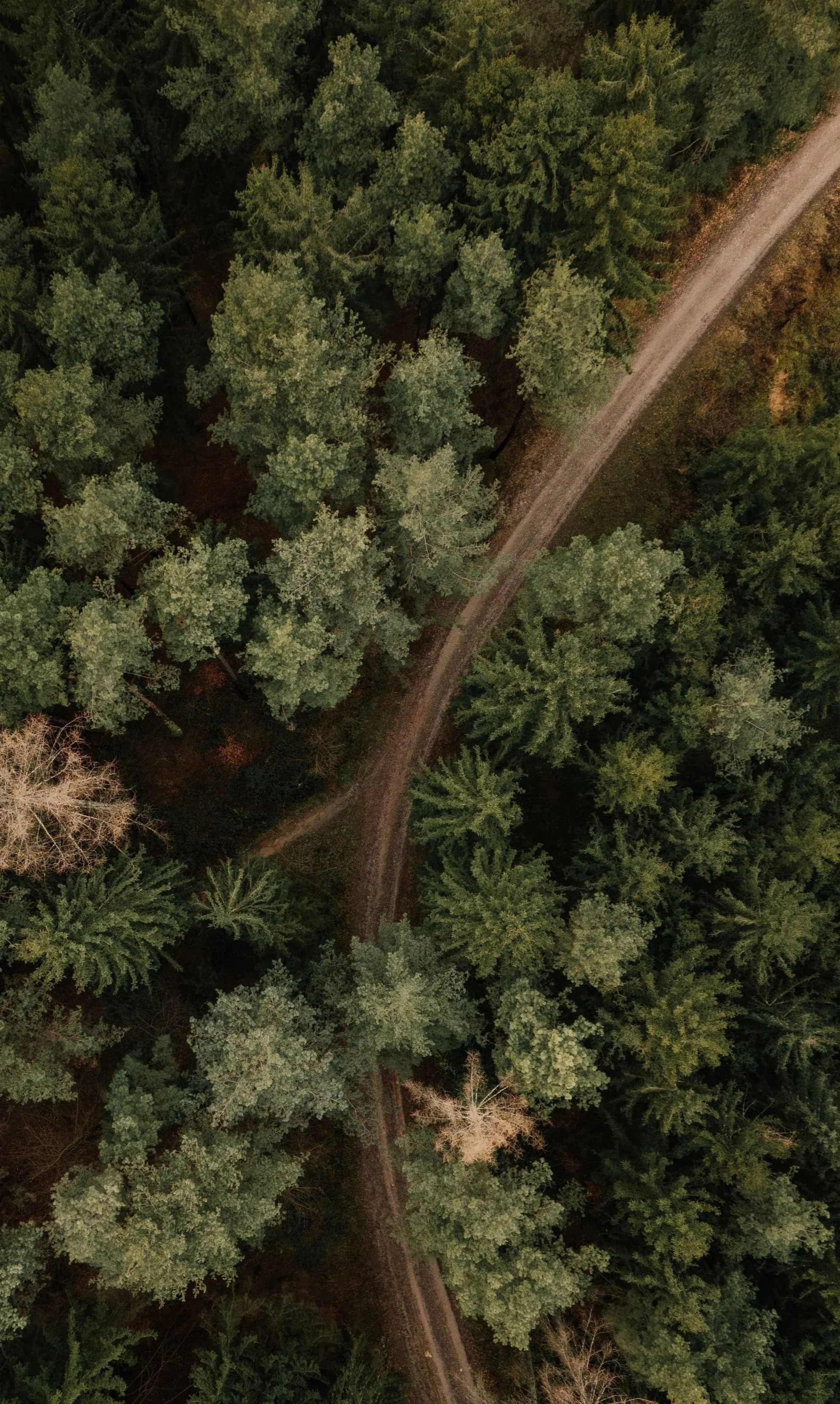 An aerial view of a dense forest with a winding dirt road cutting through it.