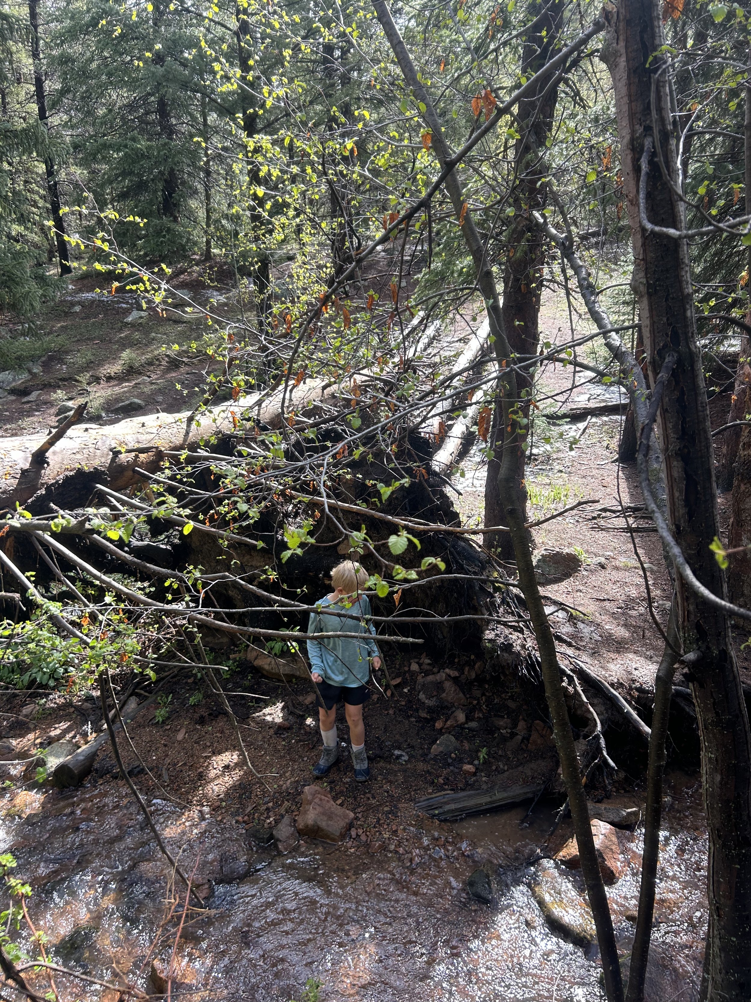 Playing in the creek under a tree root