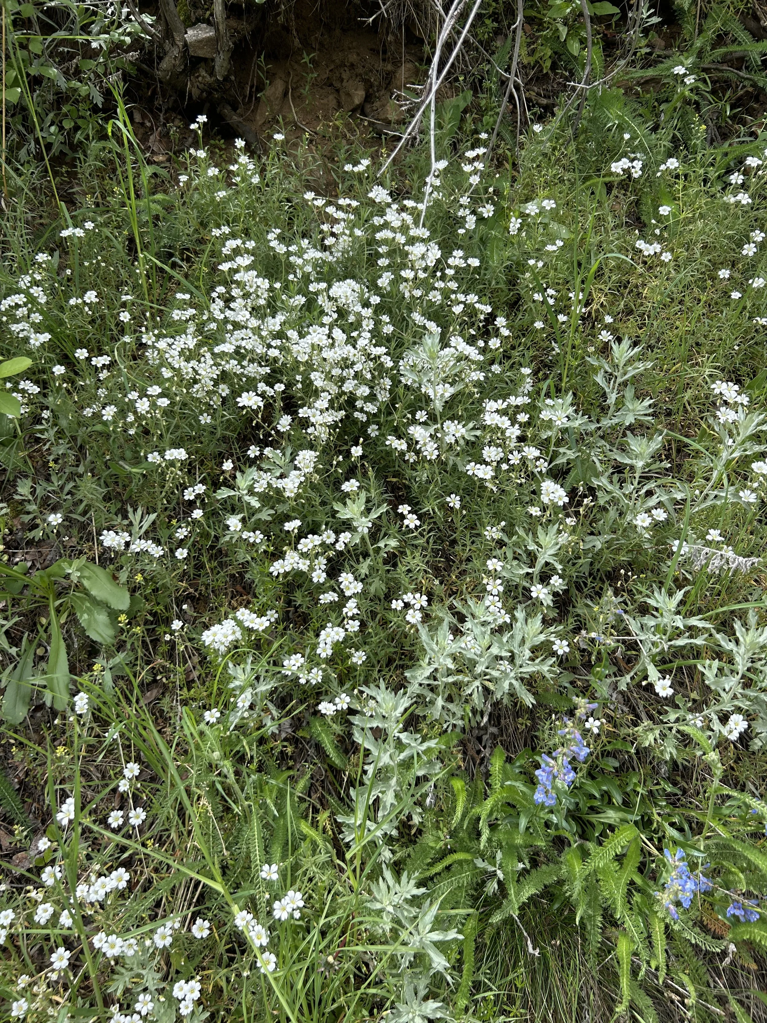 So.Many.Wildflowers!