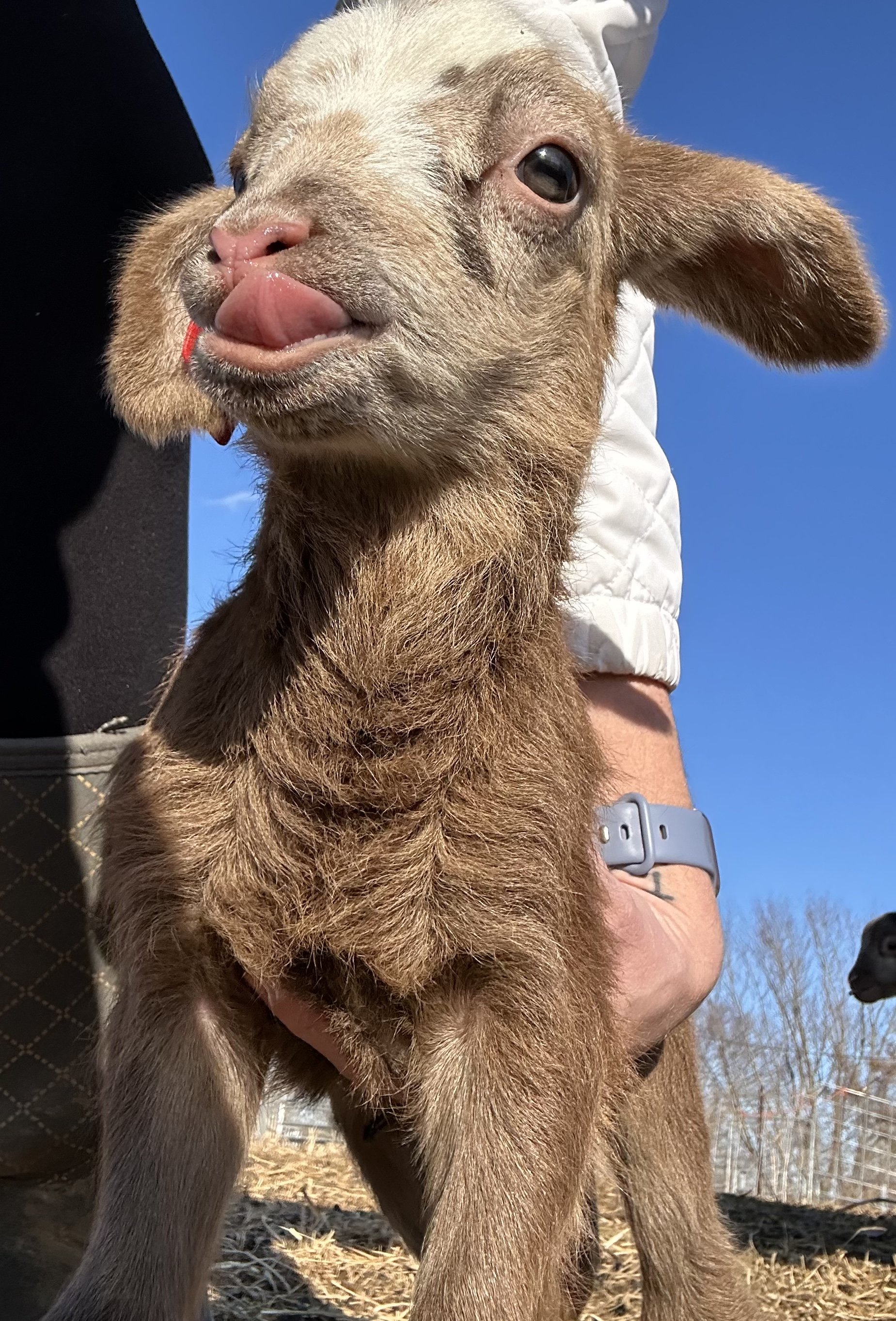 Close-up of a baby goat with its tongue out, wearing a white fleece, held by a person outdoors.