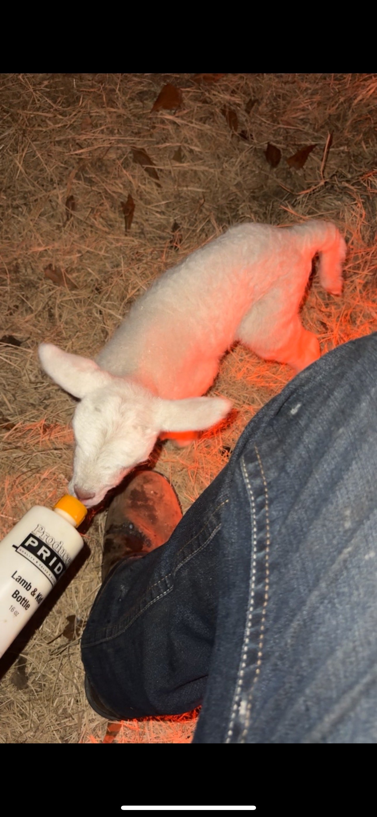 A lamb drinking from a bottle labeled "Lamb & Kid Bottle" on hay