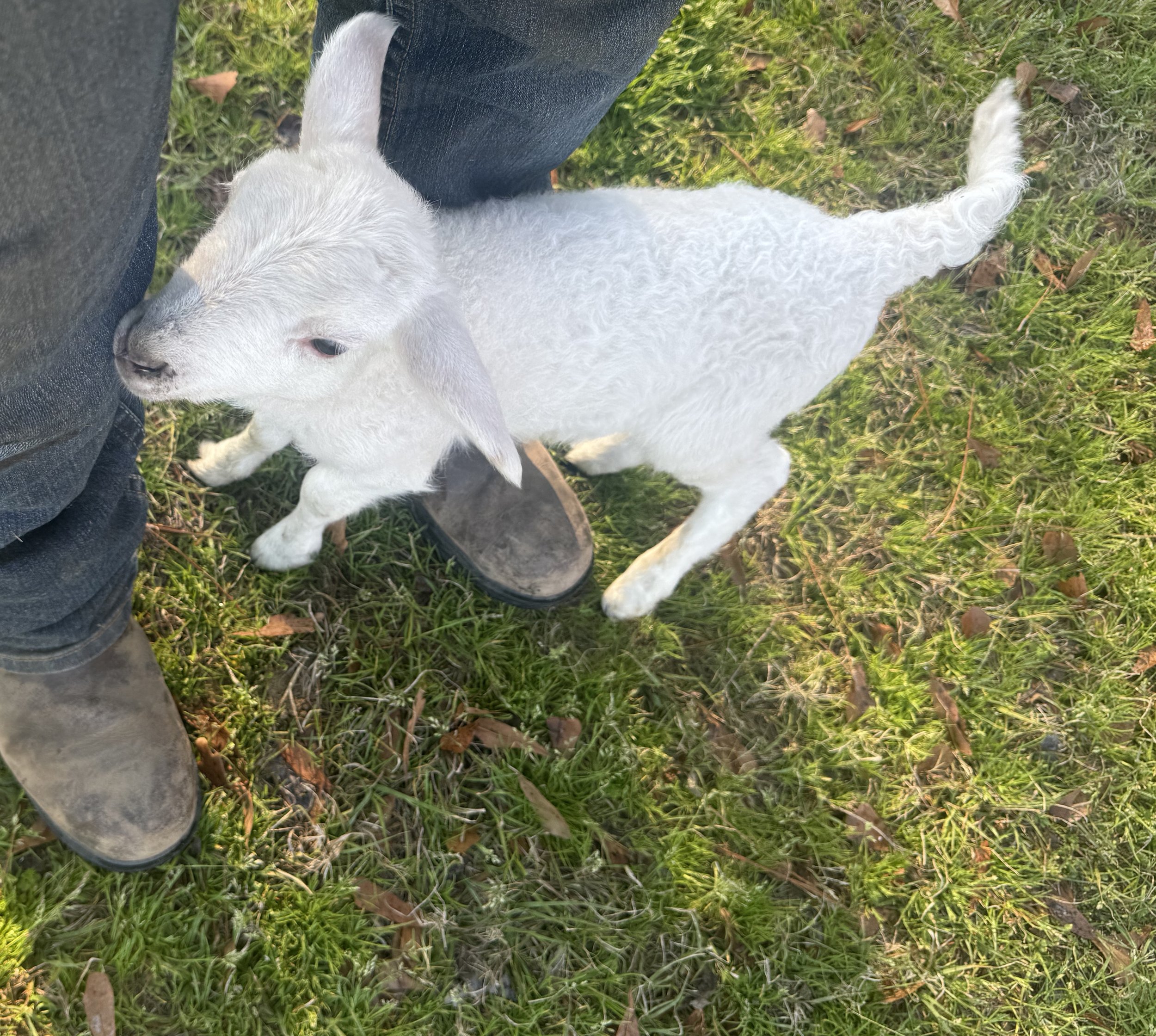 A small white goat standing on grass next to a person wearing jeans and brown boots.