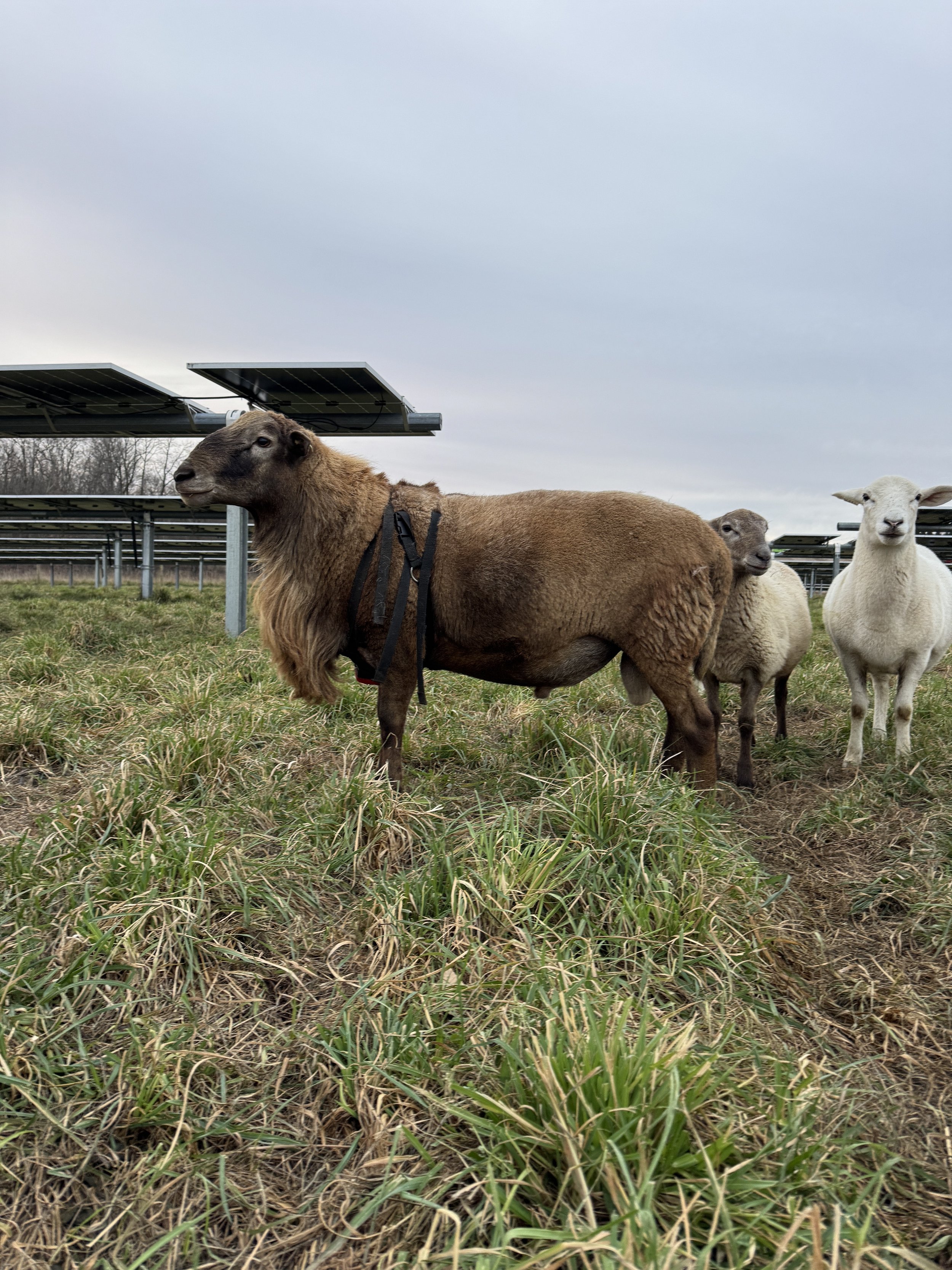 Sheep grazing near solar panels in a grassy field