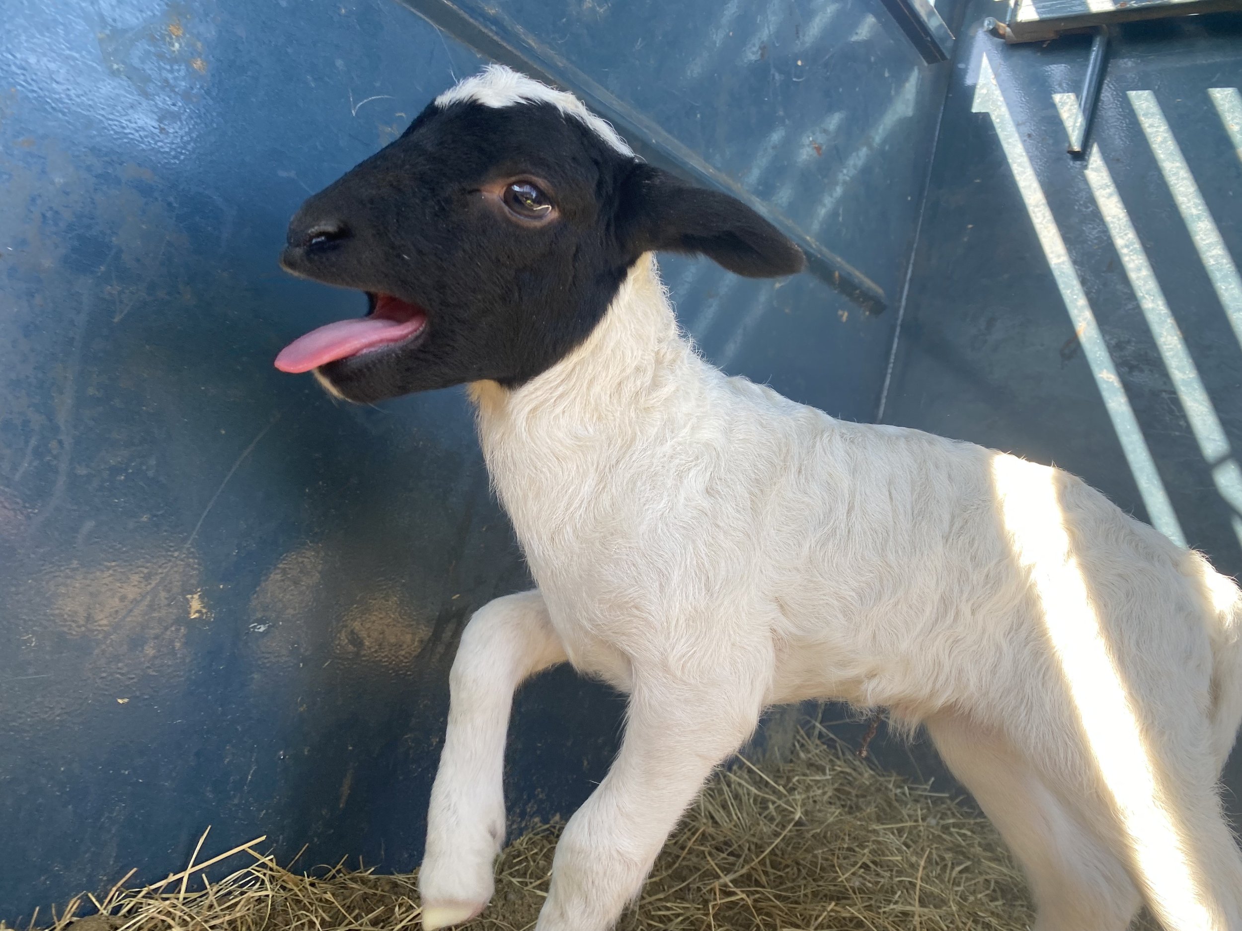 Young lamb with a black head and white body on hay in a pen.