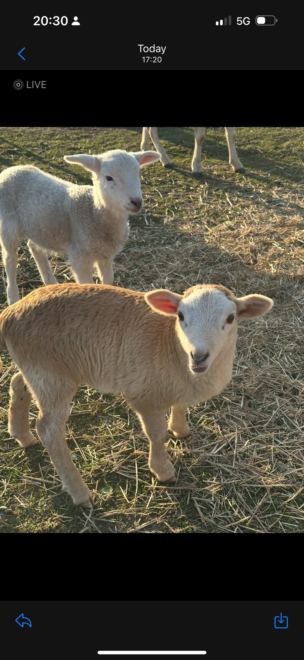 Two lambs standing on grass and straw in a sunny field.