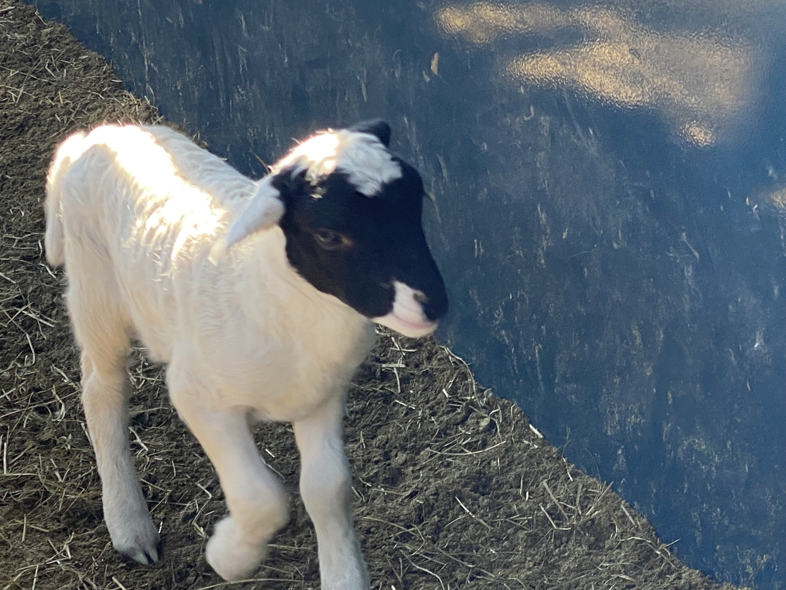 A baby goat with black and white fur standing on hay.