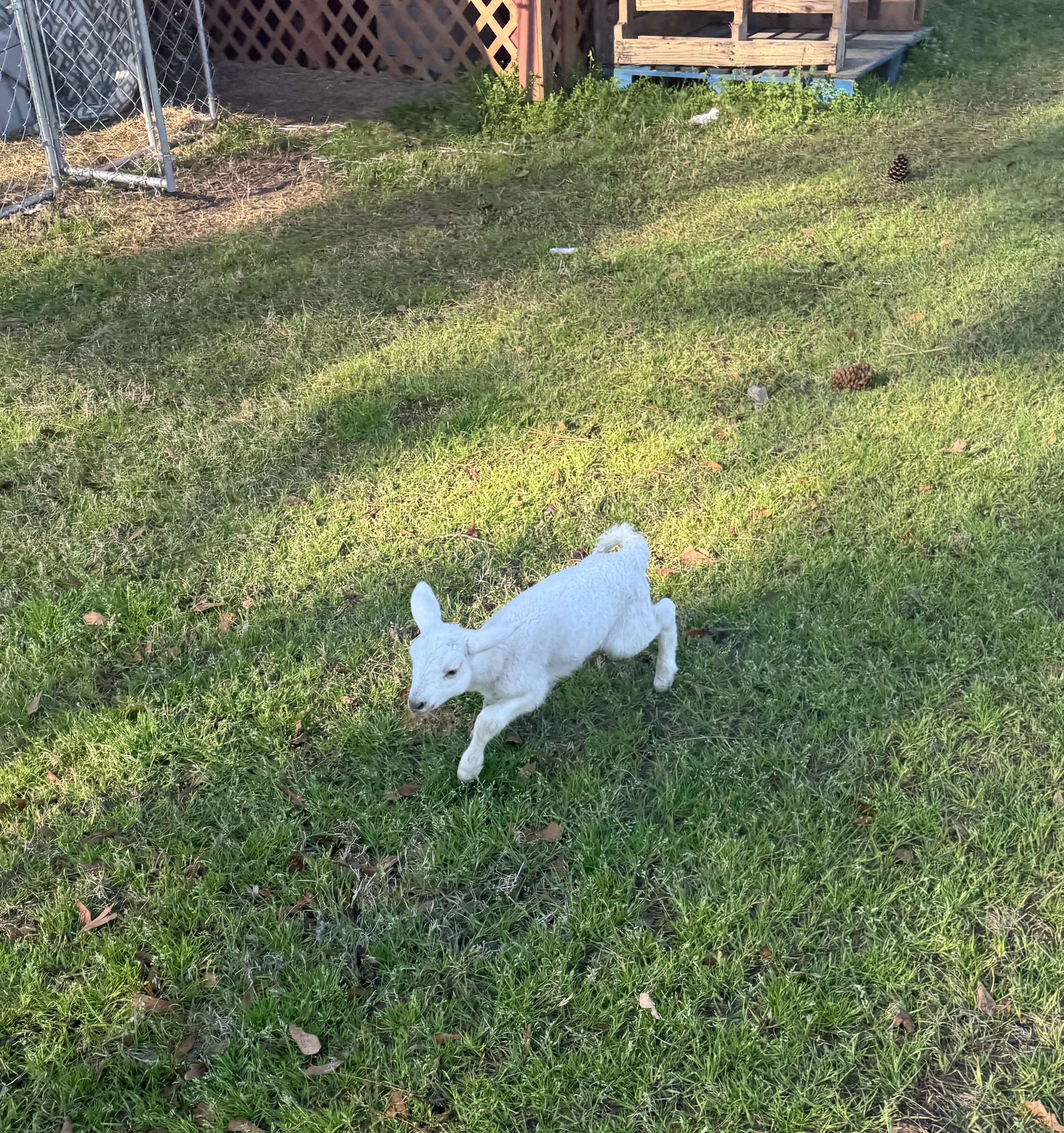 A white baby goat walking on grass in a fenced yard.