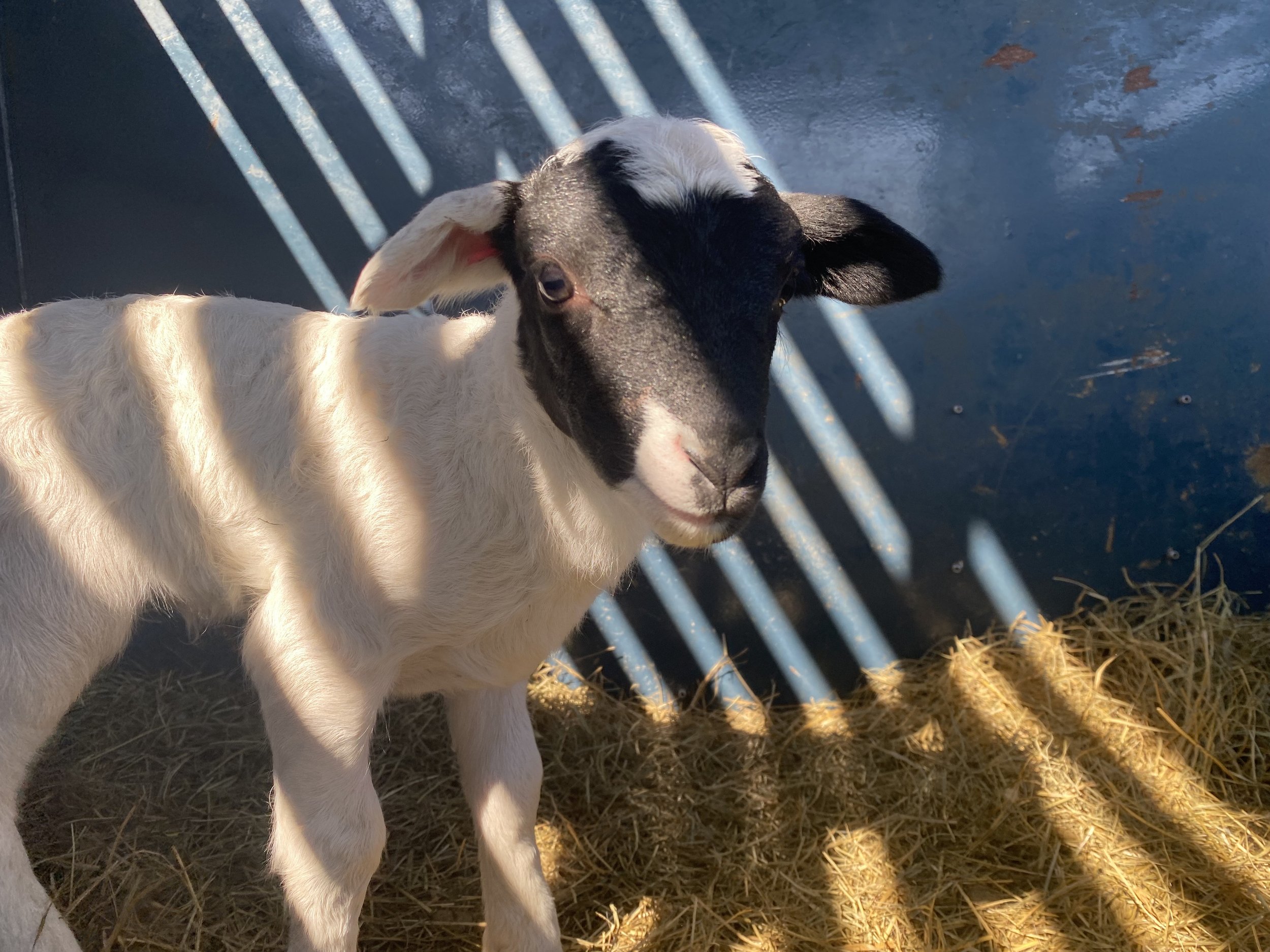 A young lamb standing on hay inside a shadowed enclosure, with stripes of sunlight casting patterns over its black and white wool.