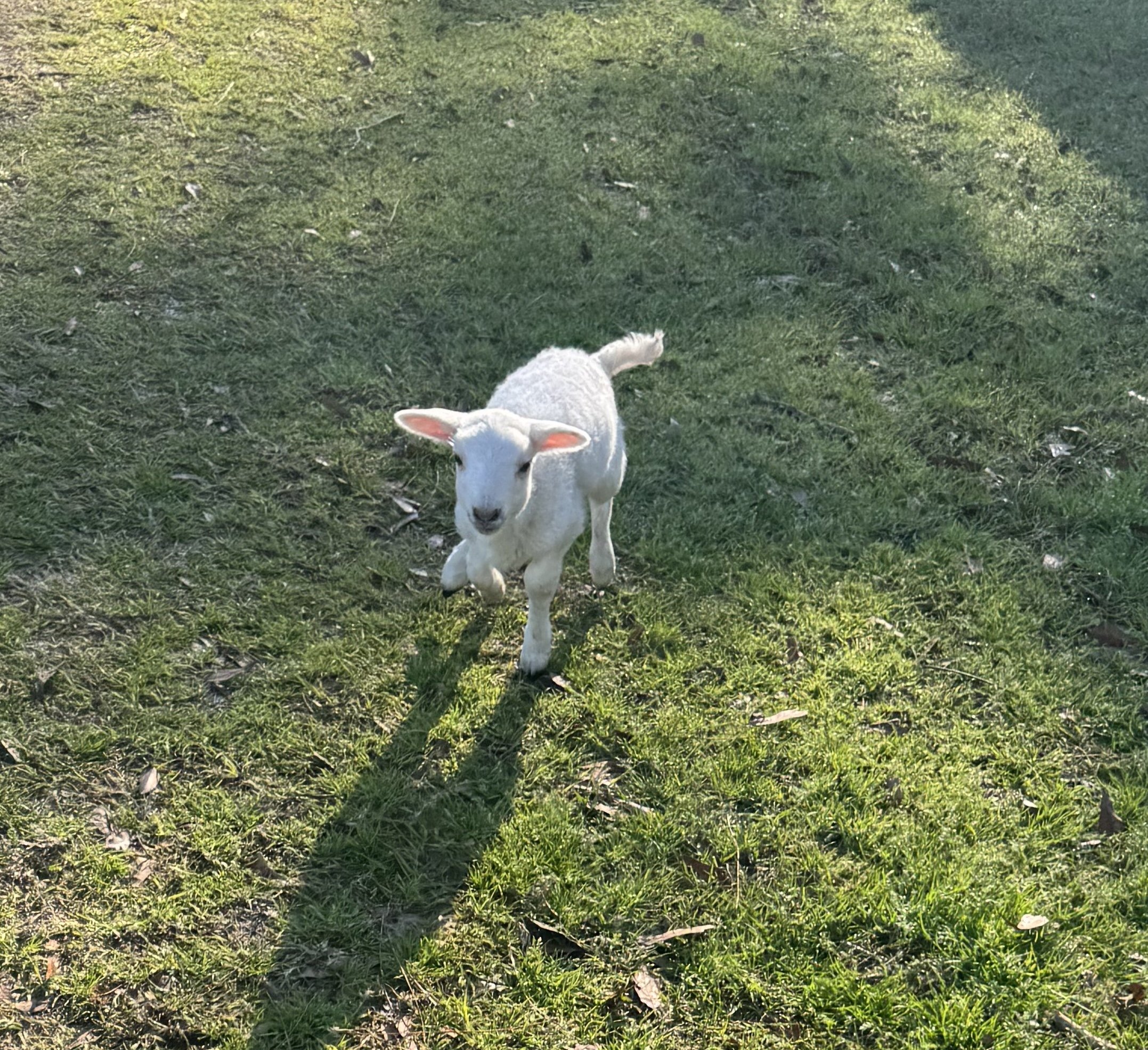 A small white lamb walking on green grass in the sunlight.