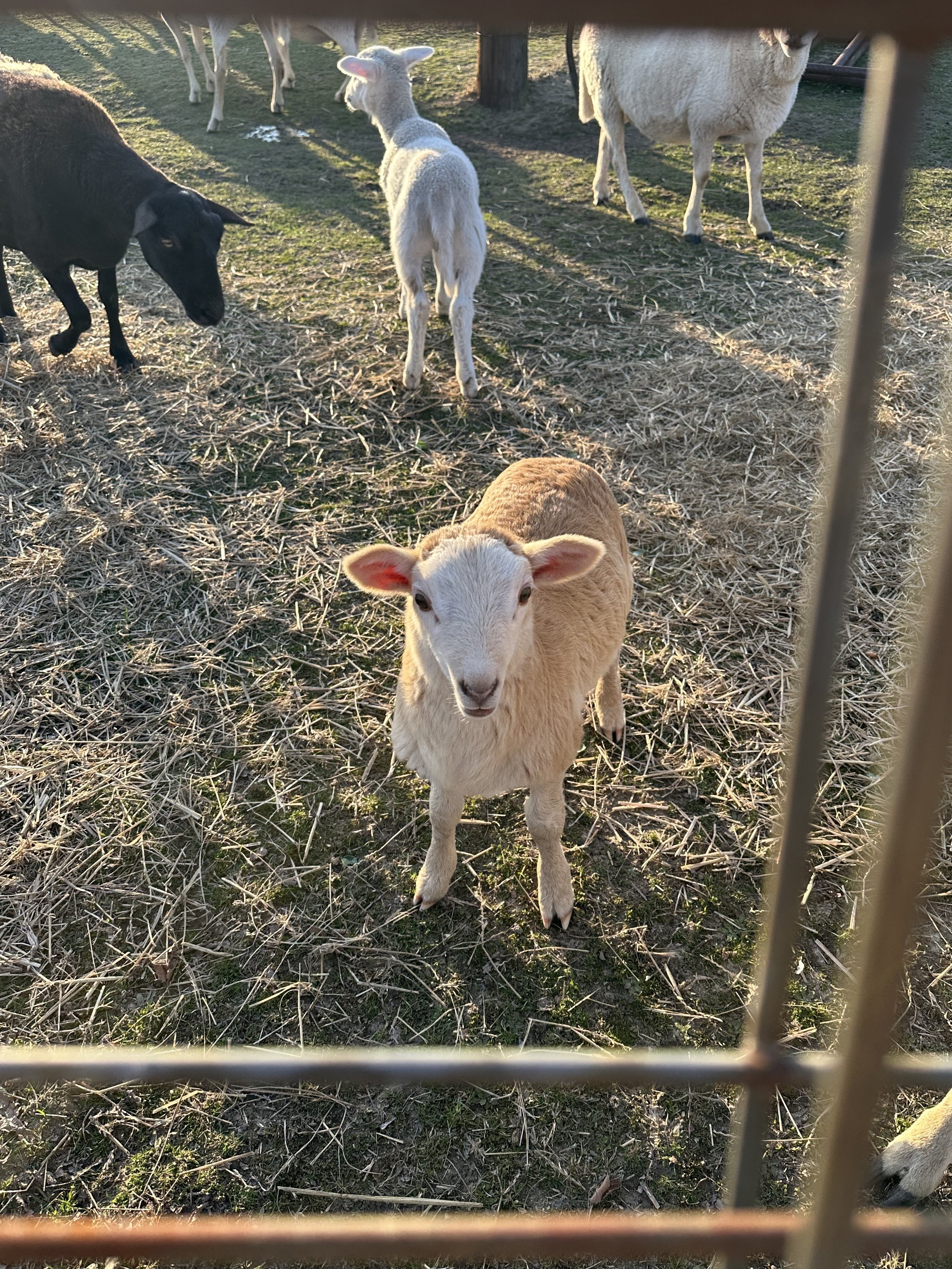 Several sheep grazing on grass and hay in a fenced area, with one sheep facing the camera.