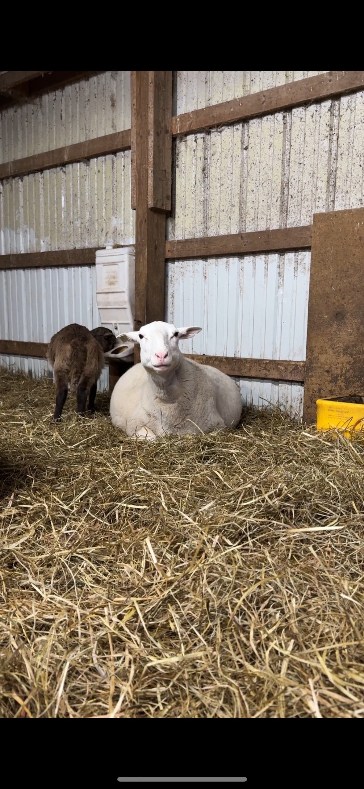 A white sheep lying on hay inside a barn, with a brown goat standing nearby.