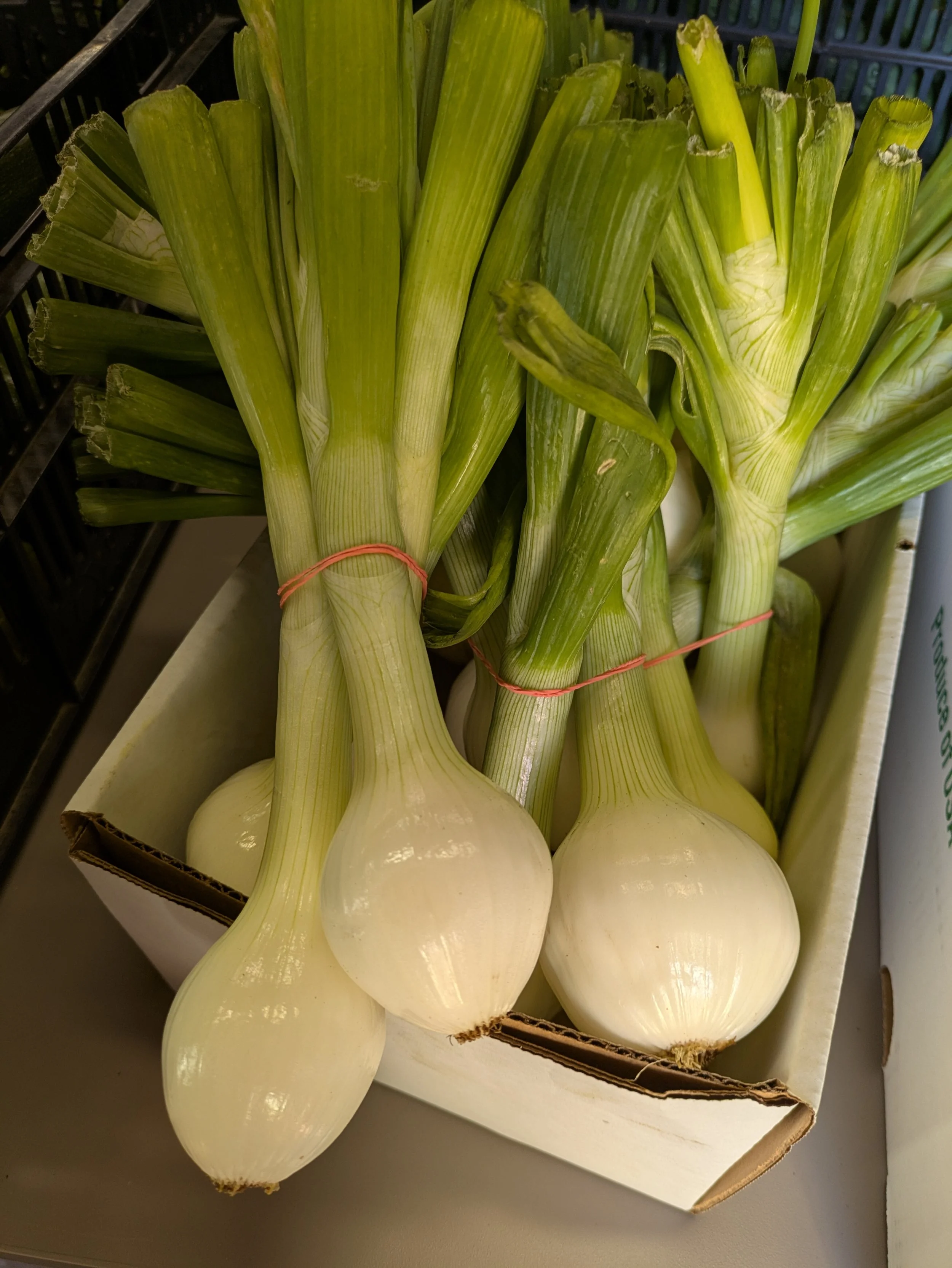 bulb onions